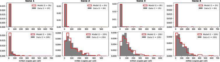 Comparison of the initial (t = 0h) and final (t = 20h) empirical marginal distributions of 4 genes simulated by the mechanistic model with the GRN described in Table 2, and the dataset simulated from the GRN inferred by CARDAMOM from the previous dataset (with 200 cells per timepoints).