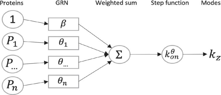 CARDAMOM can be interpreted as the learning of a perceptron, where the clustering step (Section 5.2.1) corresponds to the classification of the data, regarding to their associated modes of frequency, and the regression step (Section 5.2.2) to the identification of the weights of the perceptron, corresponding to the GRN.