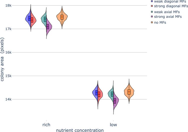 Haploid colony area under different nutrient and magnetic field conditions. Violin plots of colony area after 320,000 timesteps, when influenced by various magnetic field (MF) directions and strengths under rich-nutrient and low-nutrient conditions. The box and whisker plots within the violin plots denote the median, interquartile range (IQR), and 1.5 × IQR (see Section 5.2 for more details). Simulations were repeated 800 times to generate the violin plots. Parameters were set as follows: rich-nutrient condition: START_NUTRS = 20, low-nutrient condition: START_NUTRS = 2; nSteps = 10; paxial = 0.6; no MFs: MF_STRENGTH = 0, weak MFs: MF_STRENGTH = 0.5, strong MFs: MF_STRENGTH = 1.