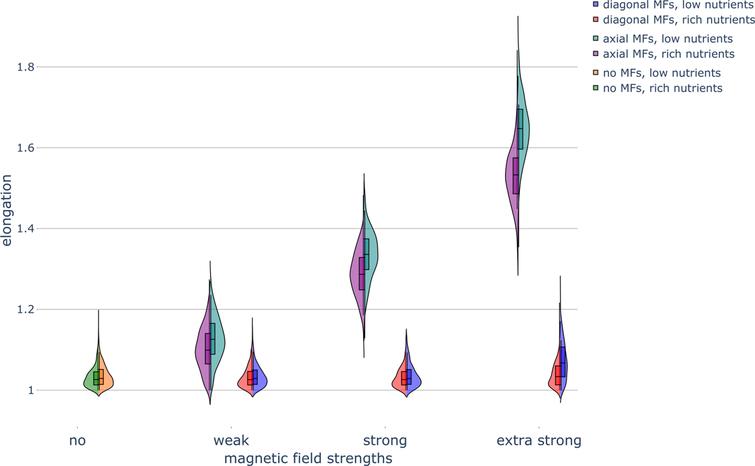 Haploid colony elongation under different nutrient conditions and magnetic field conditions. Violin plot of colony elongation under various nutrient concentrations and exposure to magnetic fields (MFs) of different strengths and directions. Parameters were set as follows: rich-nutrient condition: START_NUTRS = 20, low-nutrient condition: START_NUTRS = 2; nSteps = 10; paxial = 0.6; no MFs: MF_STRENGTH = 0, weak MFs: MF_STRENGTH = 0.5, strong MFs: MF_STRENGTH = 1, and extra strong MFs: MF_STRENGTH = 2.