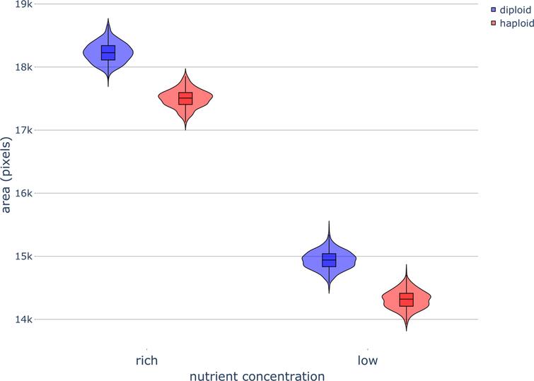 Colony area of haploid and diploid colonies without filamentous growth under different nutrient concentrations. Violin plots of yeast colony area after 320,000 timesteps for different ploidies under rich-nutrient and low-nutrient concentrations with diffusion and no magnetic fields (MFs). Parameters were set as follows: rich-nutrient condition: START_NUTRS = 20, low-nutrient condition: START_NUTRS = 2; nSteps = 10; haploid: paxial = 0.6, diploid: paxial = 0; MF_STRENGTH = 0.