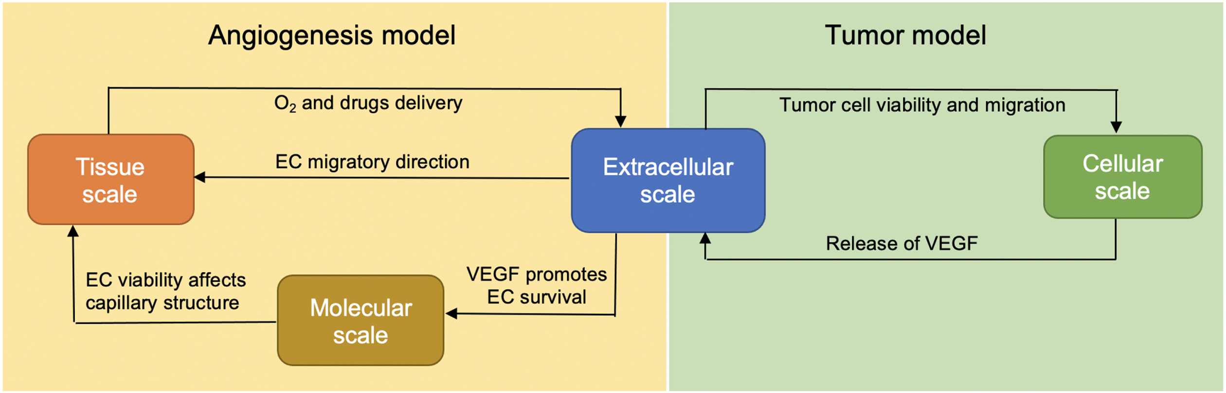The integration of extracellular, cellular, molecular and tissue scales in the extended model.