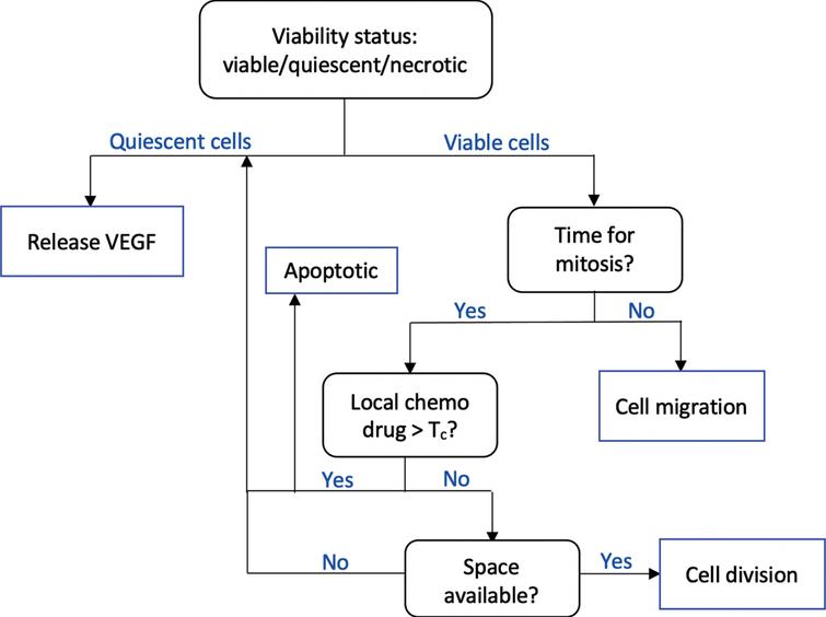 The flowchart shows a sequence of checks performed by a tumor cell at each time step. Tumor viability is determined by local oxygen concentration. While necrotic cells are mainly idle, the quiescent cells release VEGF to initiate angiogenesis. Viable tumors may undergo either cell division or migration. Cell division occurs only if it has reached a certain age, is insufficiently affected by chemotherapy drug, and if there is space available.