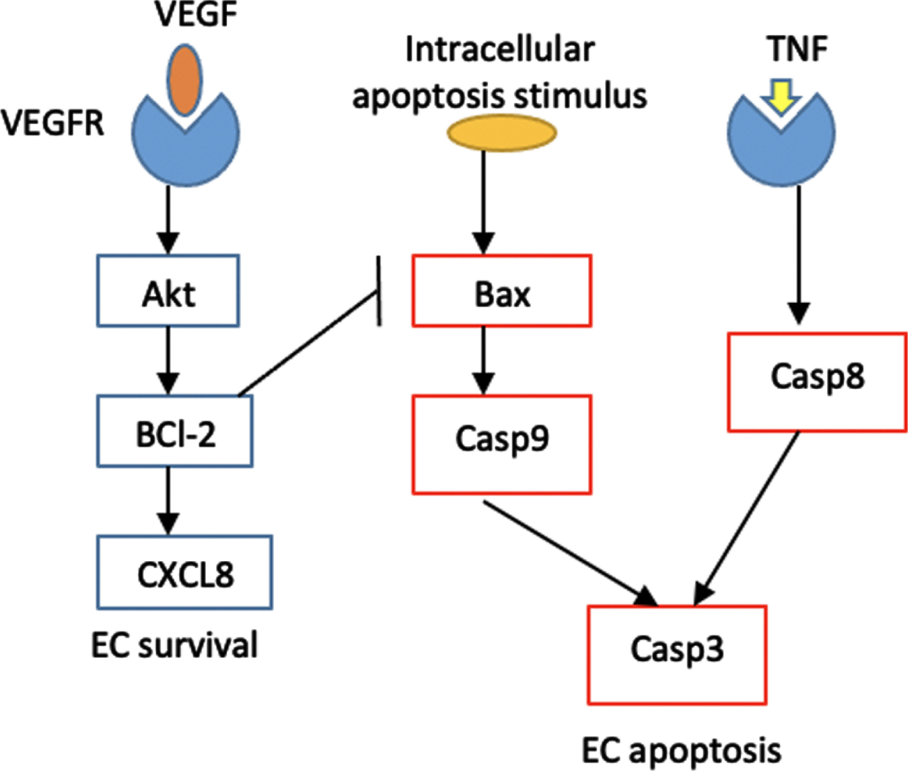 Schematic diagram of EC intracellular signaling. The proteins involved in apoptosis pathway are represented by red rectangles, while the ones involved in P13K/Akt pathway are represented by blue rectangles. The P13K/Akt terminates at the activation of CXCL8 proangiogenic protein that promotes cell survival, while the apoptosis pathway leads to EC apoptosis.