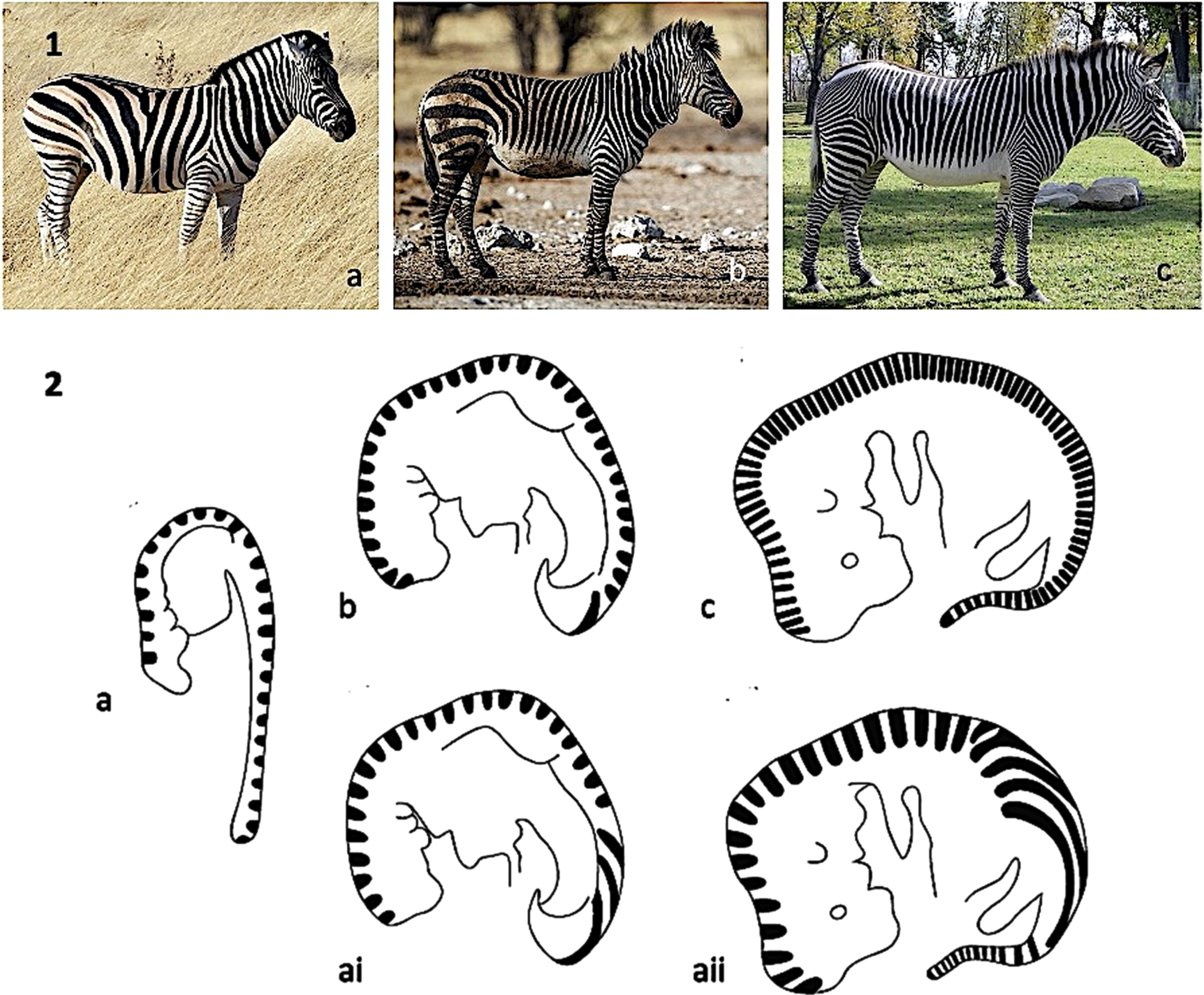 The effect of timing on the initiation of zebra striping patterns. 1: Three zebra species. a: Equus quagga burchelli has ∼26 stripes. b; E. zebra as ∼50 stripes. c: E. grevyi has ∼75 stripes. (a: Courtesy of Gusjr; published under a CC Attribution generic 2.0 license. b: Courtesy of Yathin S. Krishnappa; published under a CC Attribution share-alike 4.0 international license. c: Courtesy of Thivier; published under a CC Attribution share-alike 3.0 unported license.) 2a,b c: 3, 3.5 and 5 week horse embryos on which have been drawn stripes of 200um separation such as can be generated by reaction-diffusion kinetics. ai and aii: the effect of normal embryonic growth on stripes laid down at 3 weeks at 3,5 and 5 weeks. (From [51] with permission from John Wiley and sons).
