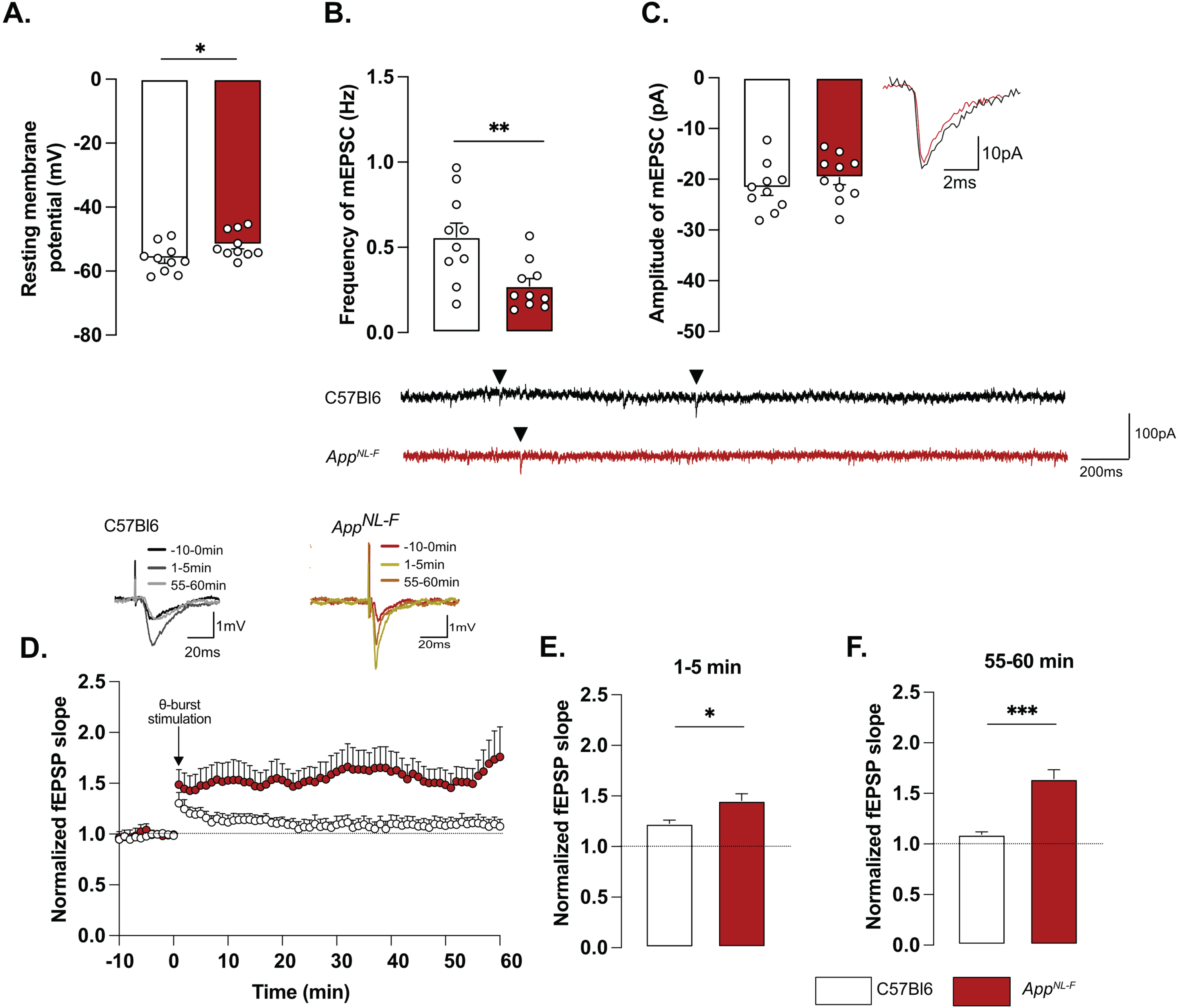 Mistuned synapses in 6-month-old AppNL-F mice. Average resting membrane potential of pyramidal neurons of area CA1 of the hippocampus is significantly higher in AppNL-F mice compared to C57Bl6 mice (A). Recordings of mEPSC in the same cells show reduced frequency of events (B) in AppNL-F compared to C57Bl6 mice, with no changes in amplitude (C). Representative traces for mEPSC are shown under graphs. Student t-test, **p < 0.01 statistically significant as shown. For all variables, C57Bl6: n = 10 cells recorded in seven animals, AppNL-F: n = 10 cells recorded in seven animals. fEPSP were recorded after Schaffer collaterals stimulation in the area CA3. We recorded the response of post-synaptic neurons in area CA1. A subthreshold theta-burst (θ-burst) stimulation was applied and fEPSP magnitude was monitored for 1 h. The fEPSP slope was normalized to the average baseline value and displayed as the average per minute (D). Representative traces are shown on top. The θ-burst induced a significant potentiation in both AppNL-F and C57Bl6 mice at 0–5 min after stimulation (E). However, at 55–60 min, the fEPSP magnitude is almost back to baseline in C57Bl6 mice and is significantly increased in AppNL-F mice (F). Student t-test: *p < 0.05, ***p < 0.001 statistically significant as shown. C57Bl6: n = 6 recordings in three animals, AppNL-F: n = 9 recordings in five animals.