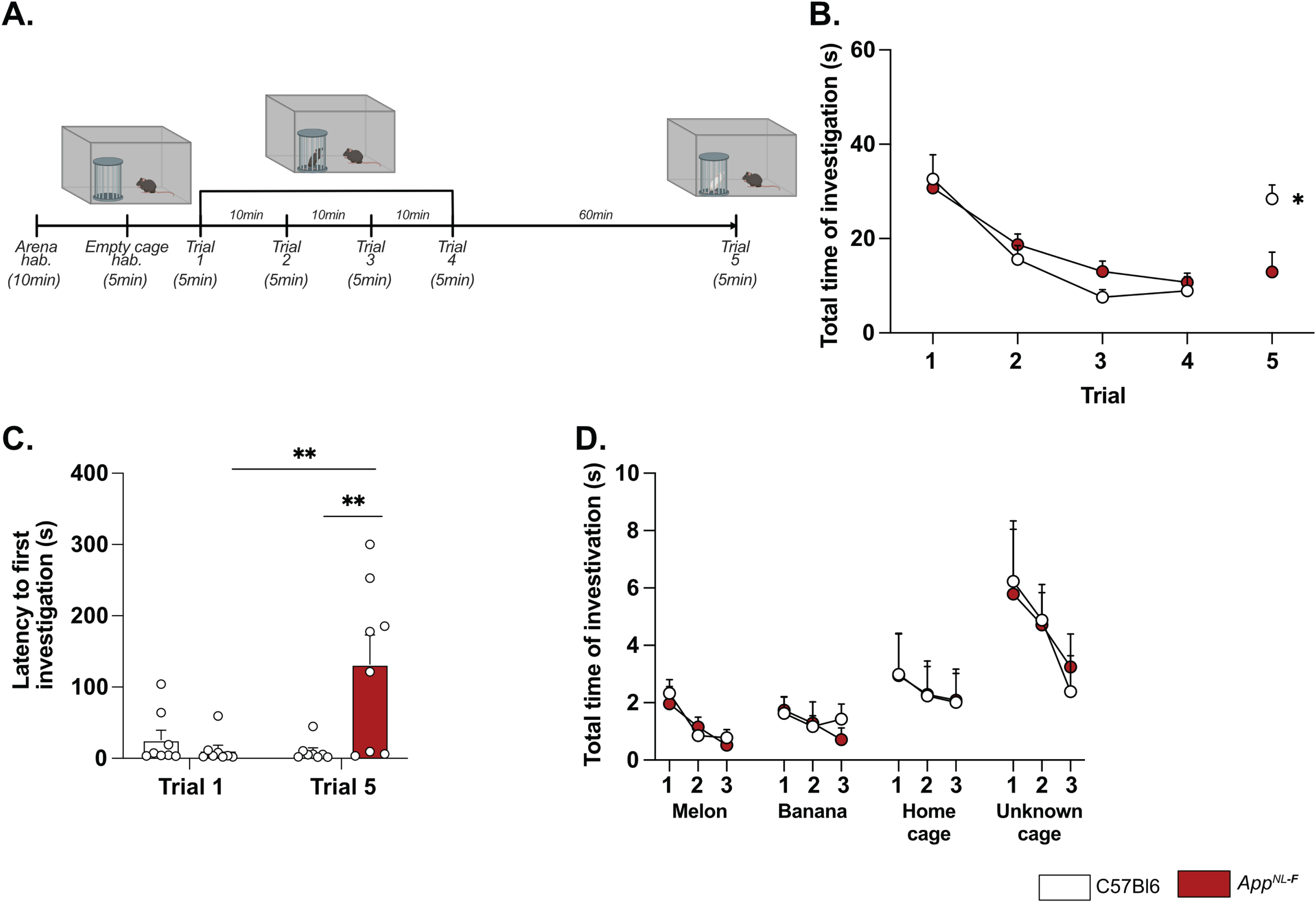 AppNL-F mice shown no social memory impairments but a lack of motivation. In the five-trials social memory test (A), AppNL-F mice show no memory deficits as seen by the progressive decrease in social interactions over four consecutive trials (B). On the fifth trial, when a new animal is presented, C57Bl6 mice regain interest and the time of interaction is increased, whereas the time of interaction is not different in the fifth trial versus the fourth one in AppNL-F mice. Two-way ANOVA for repeated measured with the genotype and the trial as the main factors. Bonferroni multiple comparison *p < 0.05 statistically different trial 4 versus trial 5. Latency to first investigation (C) is similar between genotypes in the first trial. However, it is significantly increased in AppNL-F on the fifth trial compared to C57Bl6 and to AppNL-F in trial 1. Two-way ANOVA for repeated measured with the genotype and the trial as the main factors. Bonferroni multiple comparison; Bonferroni multiple comparison: **p < 0.01: statistically different as shown. C57Bl6: n = 8, AppNL-F: n = 8. In the olfactory habituation/dishabituation test (D), we presented four different odors for three times 2 min each. The time of interaction with the probe was similar in C57Bl6 and AppNL-F at all timepoints and for all odors. C57Bl6: n = 9, AppNL-F: n = 10.