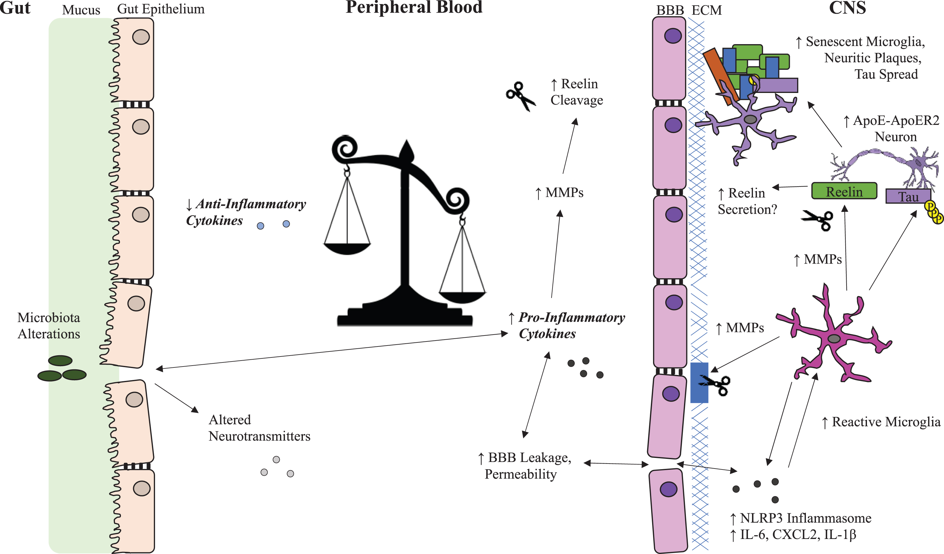 Possible Reelin and Inflammation Systems in Alzheimer’s Disease. Overview of Reelin dysregulation in Alzheimer’s disease (AD) related to the potential impact of peripheral inflammatory cytokines on blood brain barrier integrity, microglial reactivity, and selectively vulnerable neurons in the brain. Inflammation promotes Reelin cleavage in both the periphery and the CNS through upregulation of MMPs, which break down the BBB and increase infiltration of inflammatory cytokines into the CNS. This creates a feedback loop that enhances microglia reactivity and Reelin cleavage and potentially disrupts Reelin secretion from selectively vulnerable neurons leading to aggregation of Reelin fragments in amyloid plaques. ApoE, apolipoprotein E; ApoER2, ApoE receptor 2; BBB, blood-brain barrier; CXCL2, chemokine (C-X-C motif) ligand 2; ECM, extracellular matrix; IL-1β, interleukin 1-beta; IL-6, interleukin 6; MMP, matrix metalloproteases; NLRP3, NLR family pyrin domain containing 3; p-tau, phosphorylated tau; VLDLR, very low-density lipoprotein receptor.