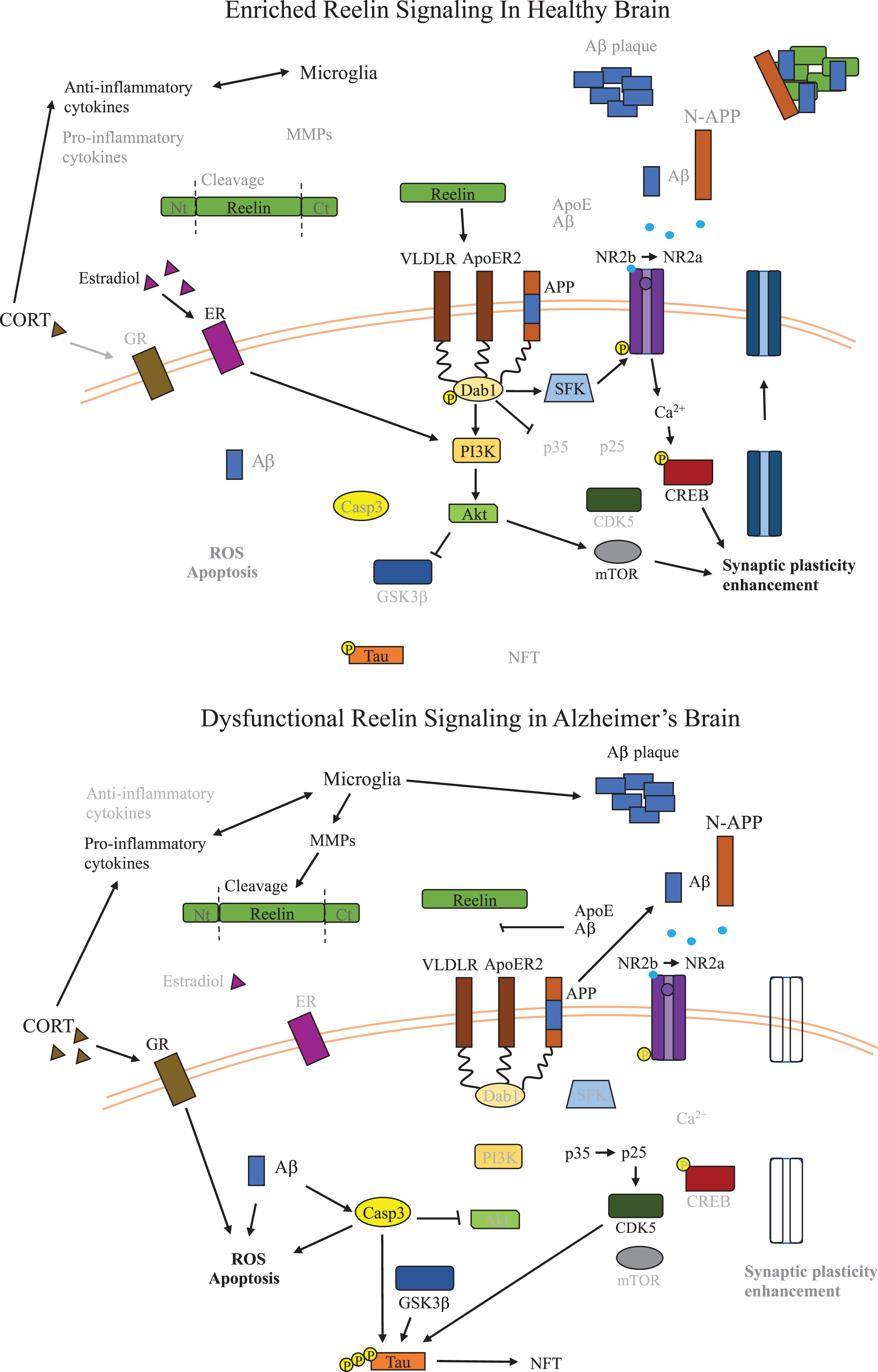 Dysfunctional Reelin Signaling in Alzheimer’s Disease Brain. Overview of the signaling pathways relevant to Reelin dysfunction and inflammation in AD relative to healthy brains. Reelin signaling leads to inactivation of GSK3β and loss of Reelin signaling in AD promotes formation of NFTs by dysregulating phosphorylation of tau. Reelin also promotes synaptic plasticity, which is critical for learning and cognitive function, and in AD, a reduction of Reelin signaling leads to disruption of synaptic plasticity. The potential role of microglia secreted MMPs on Reelin proteolytic processing are also shown, resulting in reduced Reelin signaling. The impact of alterations to glucocorticoids and estrogen on kinases along the Reelin signaling pathway are also shown in the context of AD, and both reduce activity of kinases downstream of Reelin leading to less inhibition of GSK3β. Aβ, amyloid-β; ApoE, apolipoprotein E; ApoER2, ApoE receptor 2; CDK5, cyclin-dependent kinase 5; CORT, corticosterone; CREB, cAMP-response element binding protein; CXCL2, chemokine (C-X-C motif) ligand 2; Dab1, disabled-1; ECM, extracellular matrix; GSK3β, glycogen synthase kinase 3-beta; IL-1β, interleukin 1-beta; IL-6, interleukin 6; GR, glucocorticoid receptor; MMP, matrix metalloproteases; mTOR, metabolic target of rapamycin; NFT, neurofibrillary tangles; NLRP3, NLR family pyrin domain containing 3; NR2b/a, N-methyl D-aspartate receptor subtype 2B/2A; N-APP, N-terminal amyloid β precursor protein; PI3K, phosphoinositide 3-kinase; p-tau, phosphorylated tau; ROS, reactive oxygen species; SERT, serotonin transporter; VLDLR, very low density lipoprotein receptor.