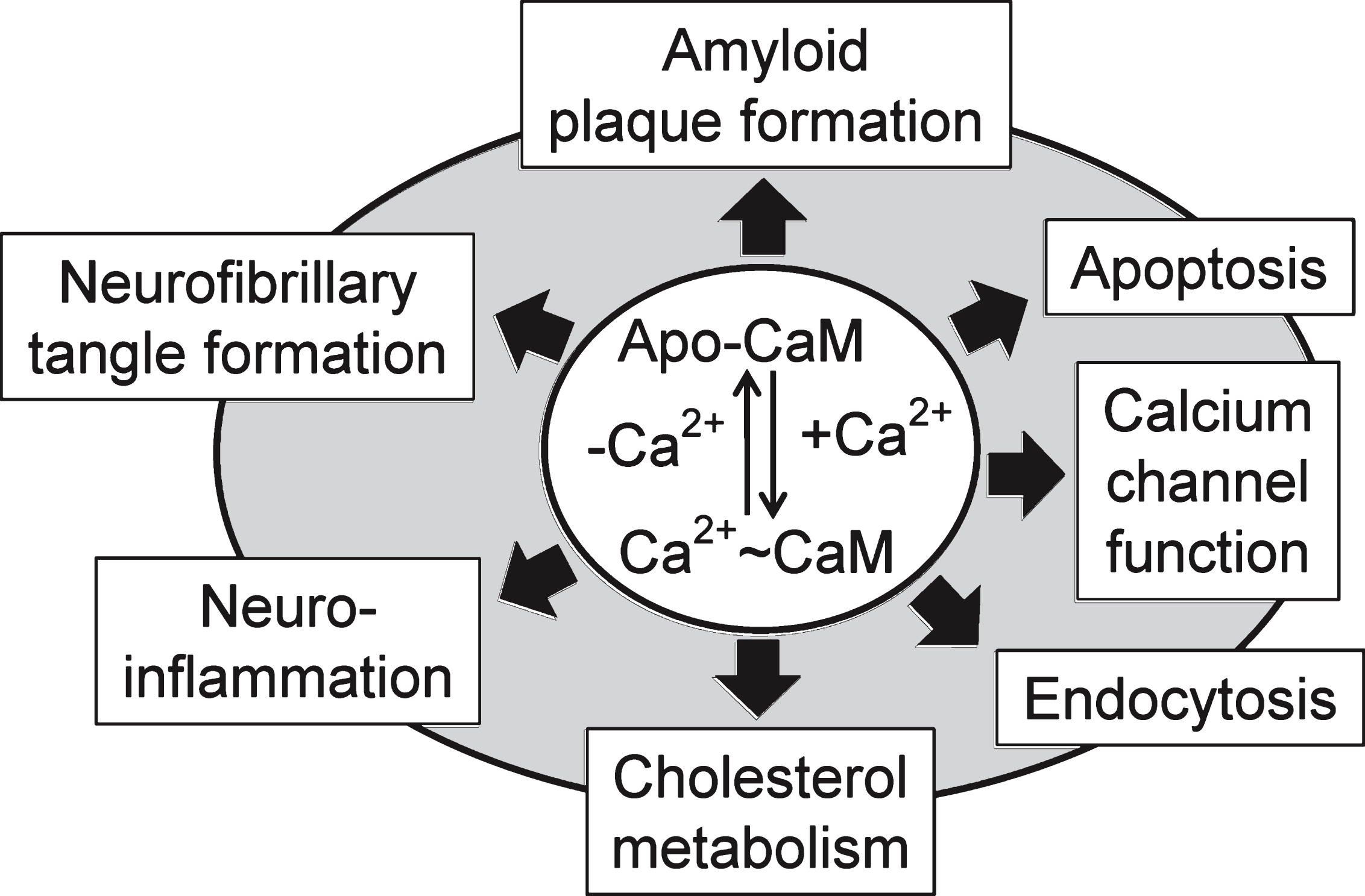 Calcium-bound calmodulin (CaM) and its calcium-free form (Apo-CaM) are involved to many central events linked to Alzheimer’s disease as discussed in this review.