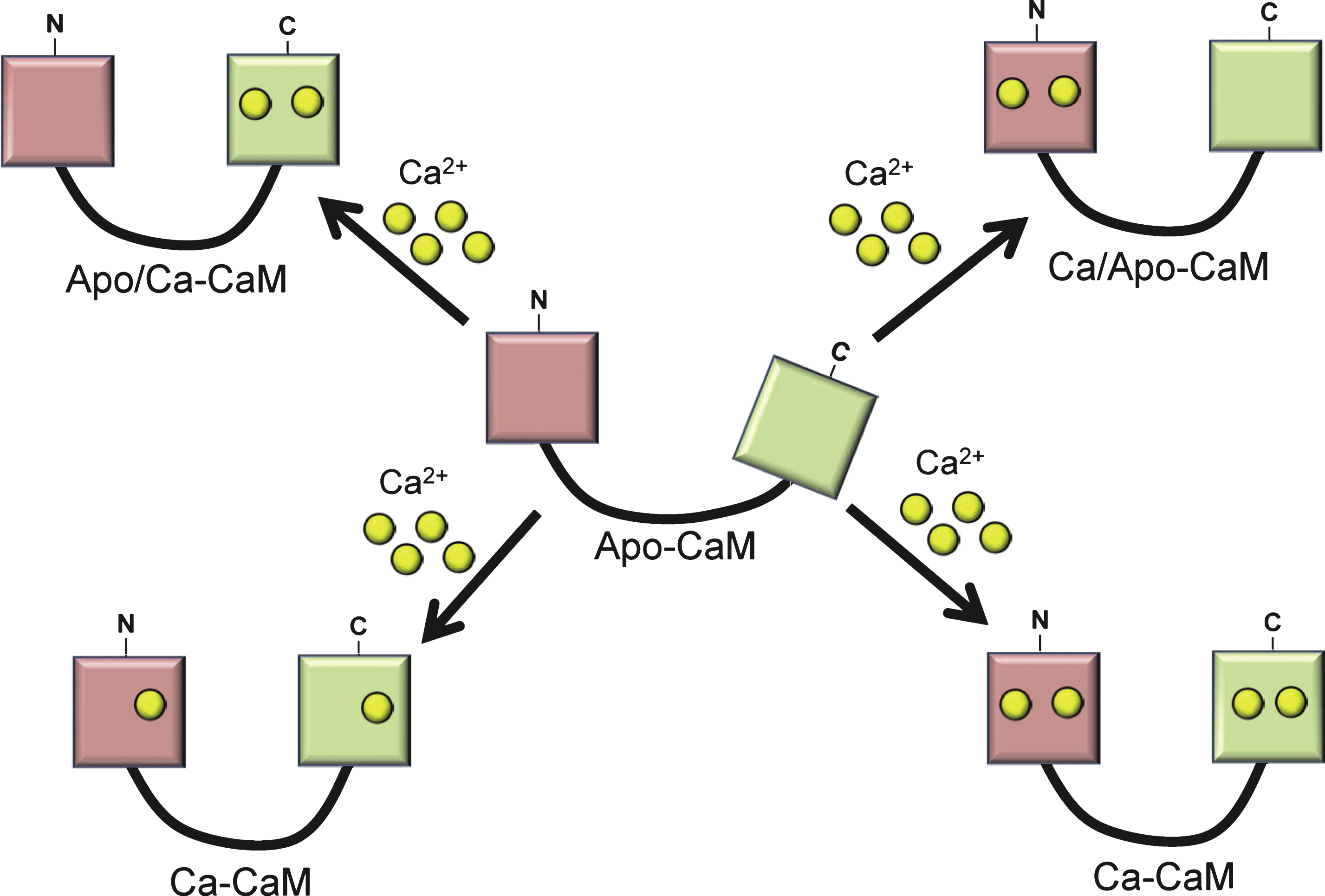 Apo-Calmodulin (Apo-CaM) can bind up to two calcium ions in each of its N-term (pink) or C-term lobes (green). These binding options affect the conformation of CaM and its ability to bind to specific target CaM-binding proteins.