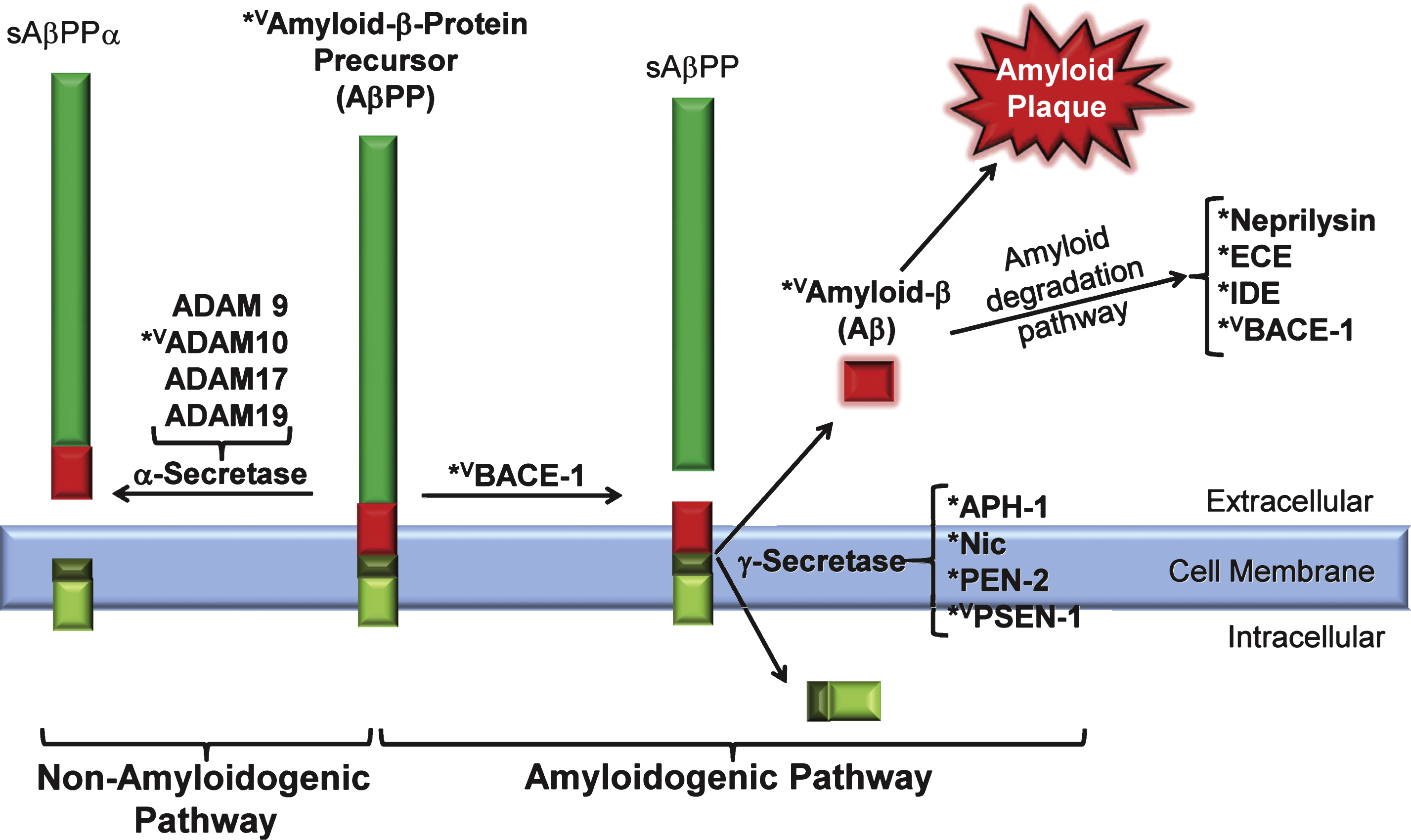 Calmodulin binding proteins linked to the amyloidogenenic and non-amyloidogenic pathways. amyloid-β precursor protein (AβPP); anterior pharynx defective 1 (APH-1); β site-amyloid converting enzyme 1 or β-secretase (BACE1); A Disintegrin And Metalloproteinase Family (ADAM 9,10,17, 19); endothelin-converting enzyme (ECE); insulin-degrading enzyme (IDE); nicastrin (Nic); presenilin enhancer protein 2 (PEN-2); and presenilin-1 (PSN-1); superscripts:  *putative CaMBD detected; vCaMBD experimentally verified.