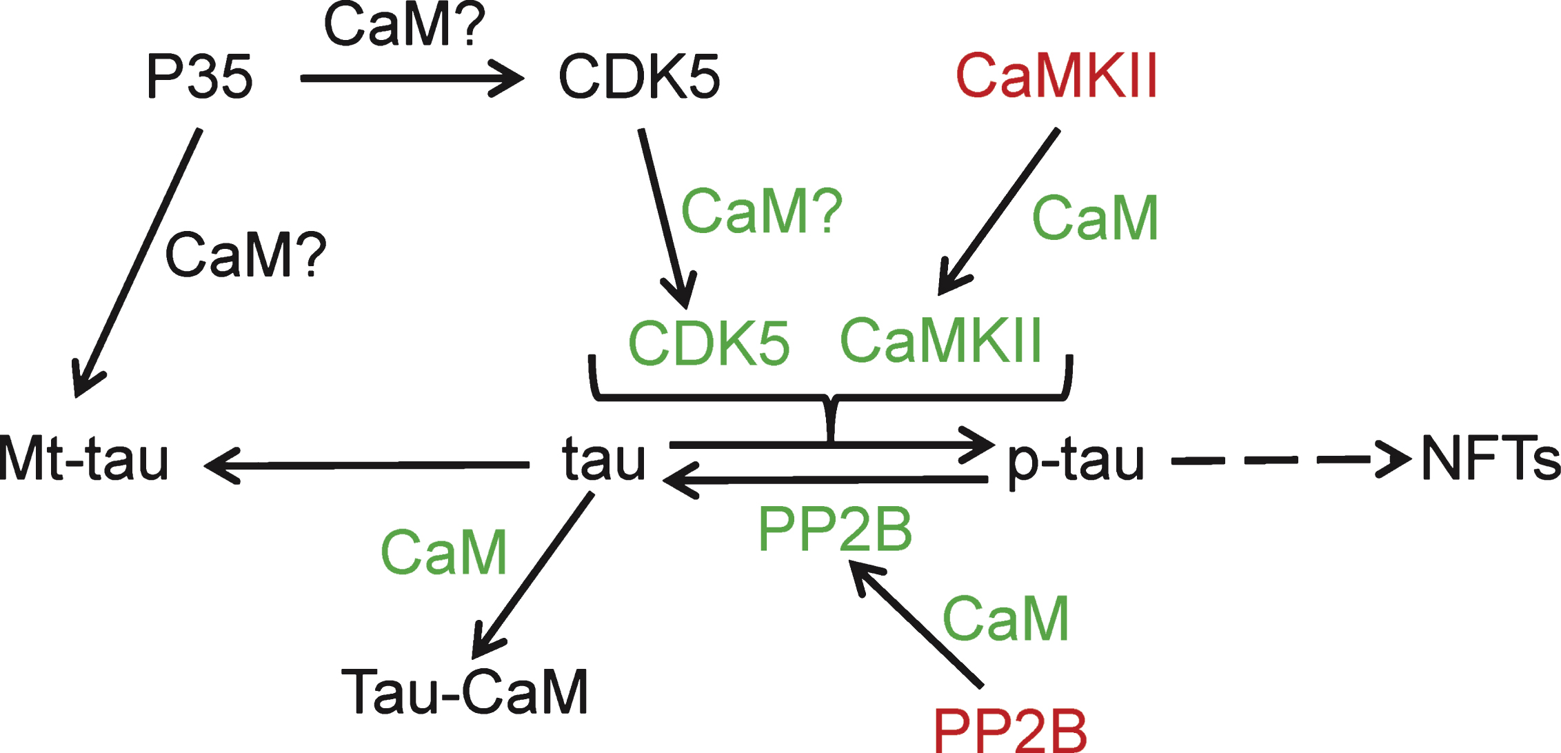Calmodulin binding proteins linked to tau phosphorylation. Calmodulin-dependent kinase II (CaMKII); cyclin-dependent kinase 5 (CDK5); calmodulin (CaM); neurofibrillary tangles (NFTs); CDK5 activator (P35); protein phosphatase 2B (PP2B); colors: green, stimulated/activated; red, inhibited.