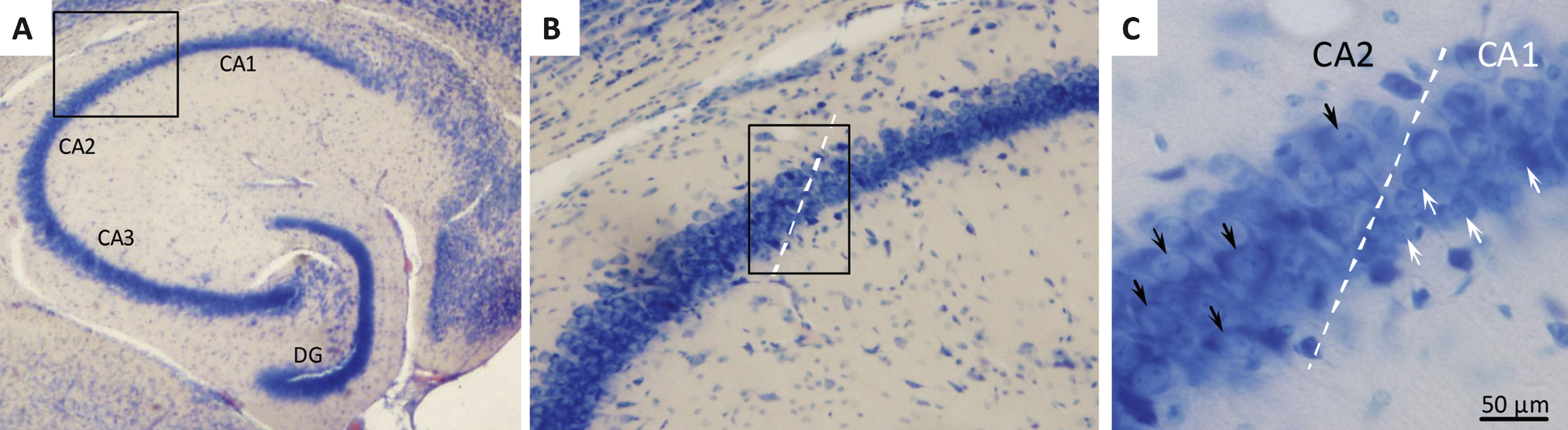 Histological assessment of hippocampal CA1 pyramidal neuron numbers. Brains were sampled in the horizontal plane using systematic uniform random sampling to ensure representation of the entire hippocampus. The major subfields of the mouse hippocampus are indicated in panel A (2x magnification). Panel B shows the border between CA1 and CA2. The CA1 region (Giemsa stained) was delineated on average in 8 sections per animal using a 10x objective based on cell morphology (B). CA1 pyramidal neurons are smaller and more densely organized than CA2 neurons (C; white arrows = CA1 pyramidal neuron, black arrows = CA2 pyramidal neuron; 40x magnification).