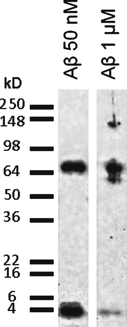 Biochemical characterization of Aβ1–42 applied solutions. SDS-PAGE separation followed by western blot revealed with 6E10 antibody shows that the RPMI solution of Aβ1–42 at low concentration (10 nM) contains a mixture of monomers (4.3 kD) and higher molecular weight oligomers (68 kD), while at high concentration (1 μM) the Aβ42 preparation mostly contains high molecular weight oligomers (60–68 kD and 140 kD).