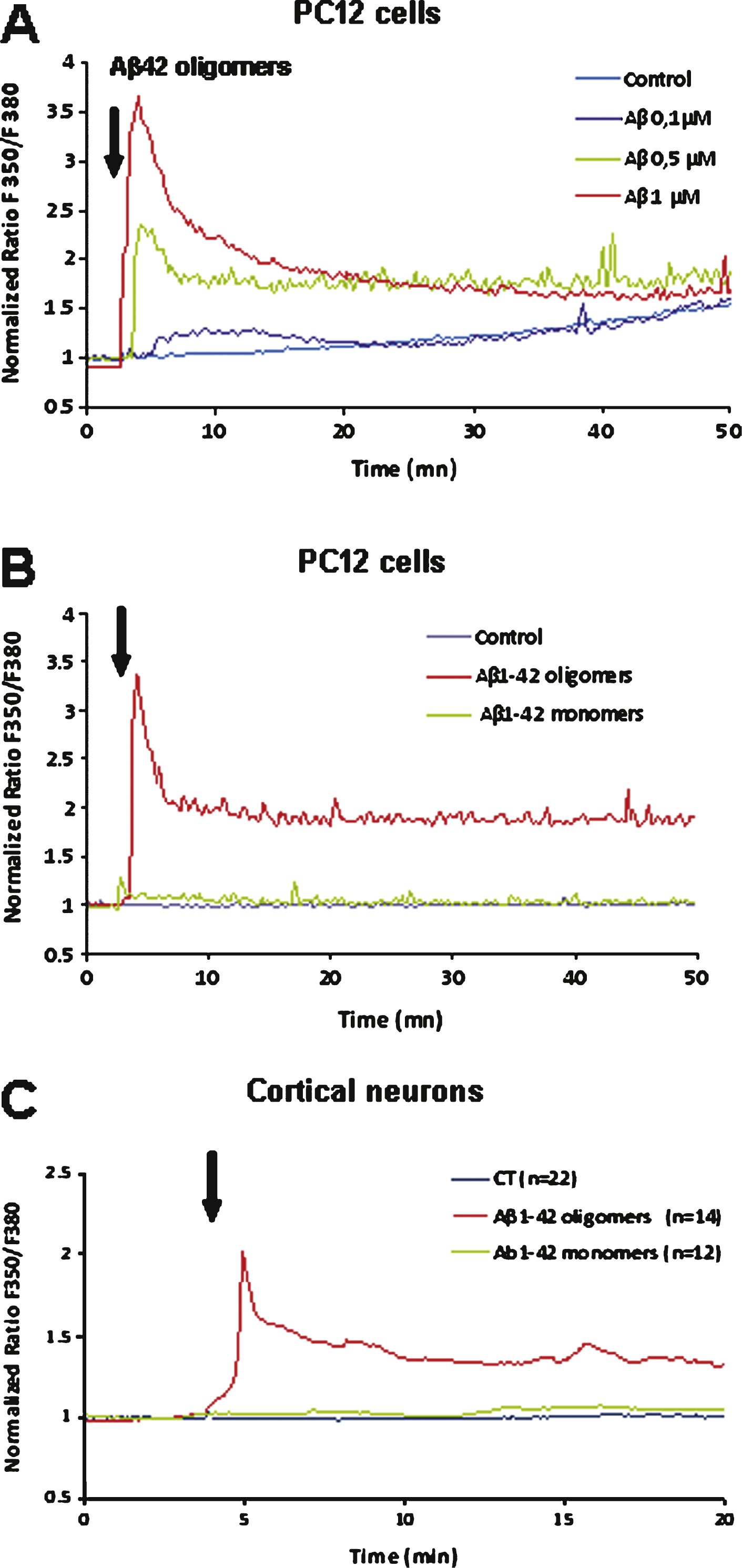 A) Aβ1–42-induced Ca2+ increase in PC12 cells. The effect induced by acute application of Aβ1–42 is dose dependent (curves are representative of the average of 50 recorded cells; control: vehicle application). B) Comparison of the Ca2+ response induced in PC12 cells after acute application of an Aβ1–42 monomer solution (1 μM) or of an Aβ1–42 oligomer solution (1 μM) as indicated by the arrow. The monomer solution induces a weak Ca2+ response as compared to the oligomer-induced response. C) Comparison of the Ca2+ response induced in cultured mouse cortical neurons after acute application of an Aβ1–42 monomer solution (1 μM) or of an Aβ1–42 oligomer solution (1 μM). No significant response was induced by monomers application.