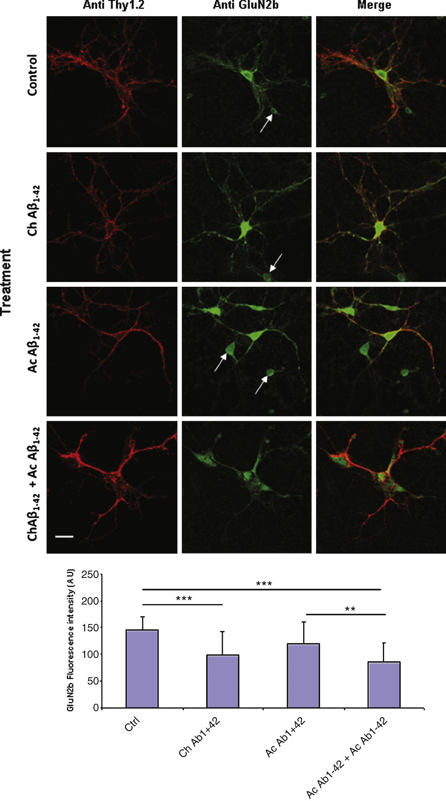 Chronic incubation of cortical mouse neurons with 10 nM monomeric Aβ1–42 induces a significant decrease of GluN2B expression on the plasma membrane of the cells. Fixed non permeabilized cells were revealed by an anti-GluN2B primary antibody (green) and an anti-Thy1.2 antibody (red) to characterize neurons. The immunofluorescence of GluN2B was quantified in Thy1.2-positive cells only (lower graph). (Crl: vehicle application as control; Ac: acute 1 μM Aβ oligomers incubation; Ch: chronic 10 nM Aβ monomers incubation; Statistics: one way ANOVA and subsequent Bonferroni test;  **p <  0.01;  ***p <  0.001). Calibration bar 20 μm.