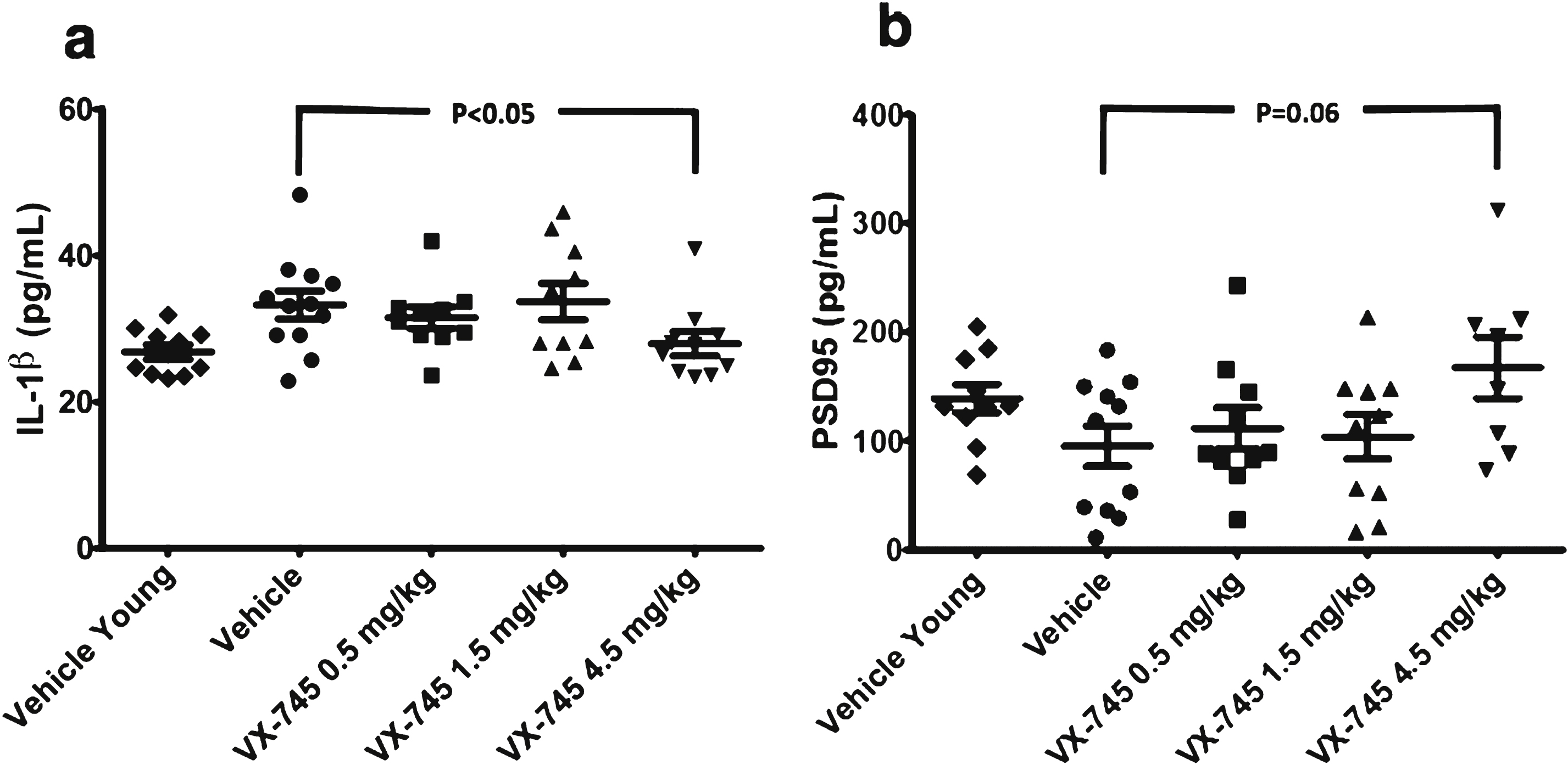 Protein levels of IL-1β (a) and PSD95 (b) in hippocampal homogenate. Obtained at sacrifice at end of treatment in vehicle-treated young rats and aged rats treated with vehicle or 0.5, 1.5, or 4.5 mg/kg of VX-745. 4.5 mg/kg VX-745 demonstrated significantly reduced IL-1β levels (p = 0.038 by Mann-Whitney rank sum test) and a trend toward increased PSD95 levels (p = 0.06) compared to vehicle-treated aged rats.