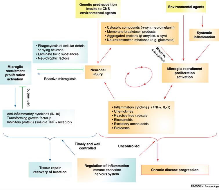 The vicious cycle of neurodegeneration. Neuroinflammation when controlled is reparative and self-limiting but when uncontrolled forms a vicious cycle and leads to chronic neurodegeneration. Figure from Gao HM, Hong JS (2008) Why neurodegenerative diseases are progressive: uncontrolled inflammation drives disease progression. Trends Immunol 29, 357-365 [1]. Copyright 2008. Reprinted with permission from Elsevier and John Hong.