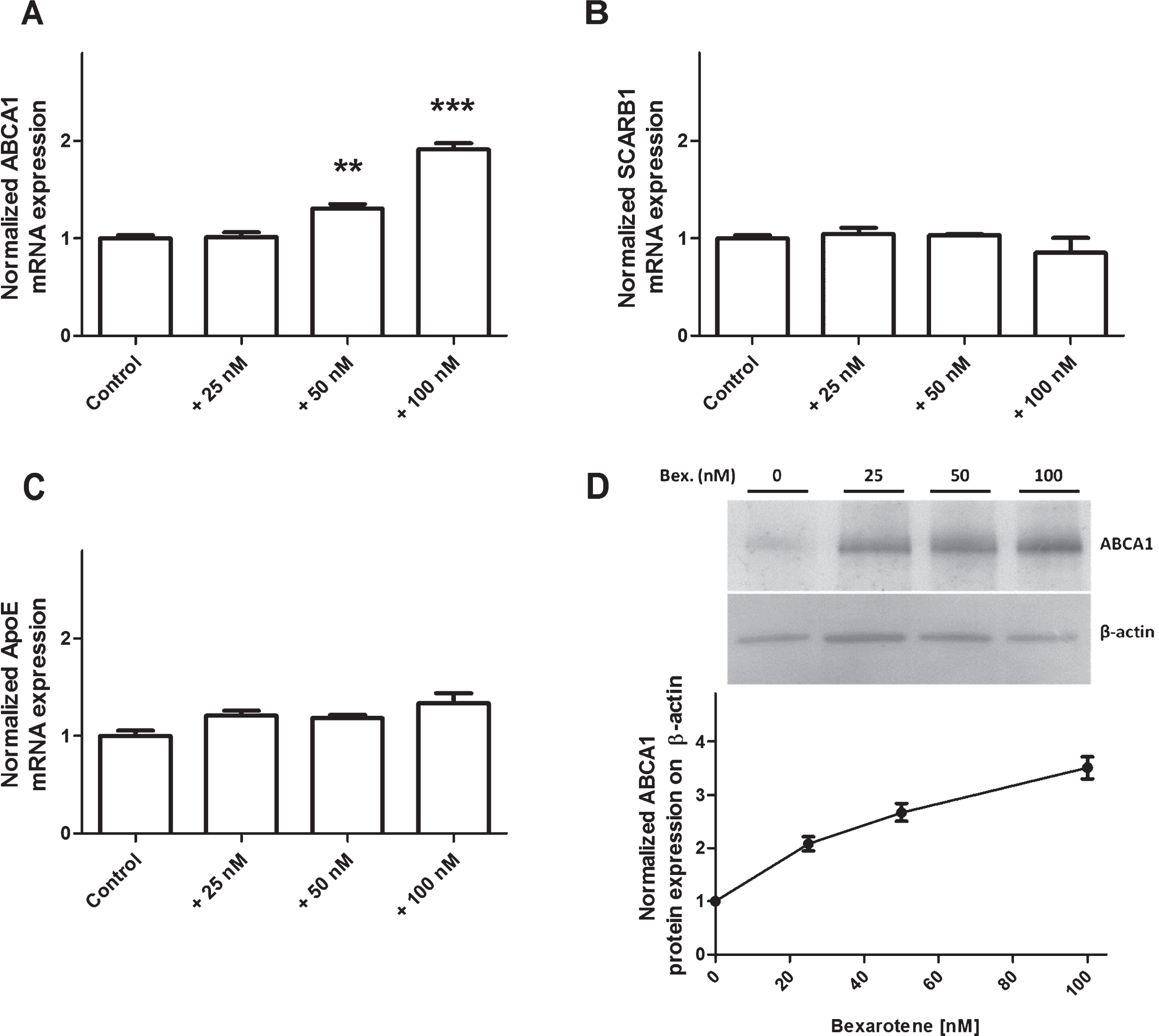 Effect of bexarotene (100 nM) on expression of transporters involved in cholesterol release. Expression levels of ABCA1 (A), SCARB1 (B), and ApoE (C) were analyzed using RT-PCR assays and the primers listed in Table 1. Each bar represents the mRNA expression normalized against the housekeeping genes RPLP0 and ACTB and relative to the control condition. The results correspond to the mean±SEM of three experiments pooled from three filters. Statistical analysis: a one-way ANOVA followed by Dunnett’s test for multiple comparisons, where  *p <  0.05;  **p <  0.01; ***p <  0.001, relative to a DMSO-treated control. D) Normalized protein expression levels for ABCA1 were assessed by immunoblotting, as described in the Material and Methods section. β-actin was used as a loading control. The results correspond to the mean±SD of one experiment performed in triplicate and that was representative of two independent experiments.