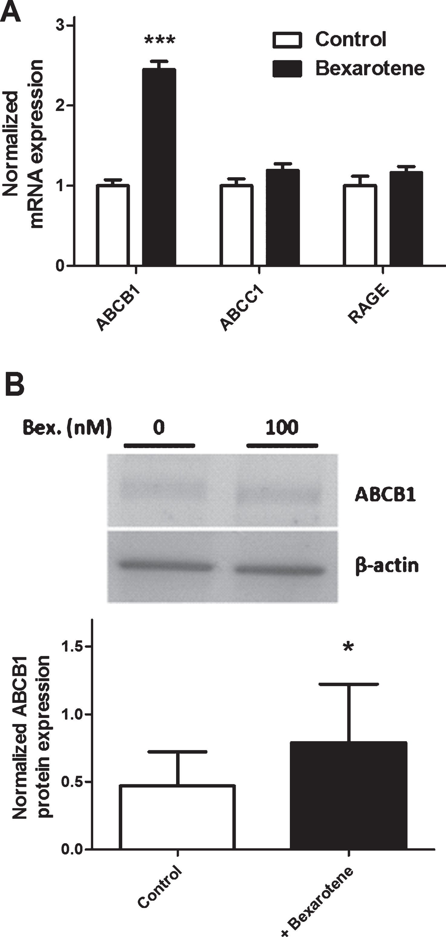 The effect of bexarotene (100 nM) on expression of transporters involved in Aβ peptide influx across BLECs. In (A), cells were pretreated for 24 h with DMSO (control) or bexarotene (100 nM). ABCB1, RAGE, andABCC1 were analyzed using RT-qPCR assays and the primers listed in Table 1. Each bar corresponds to the mean±SEM of mRNA expression, normalized against RPLP0 and ACTB. In (B), protein expression of ABCB1 was assessed by immunoblotting after BLECs had been treated for 24 h with either DMSO or bexarotene (100 nM). Each bar corresponds to the mean±SD. Statistical analysis: a one-way ANOVA, followed by Dunnett’s test for multiple comparisons, where  *p <  0.05; ***p <  0.001, relative to a DMSO-treatedcontrol.