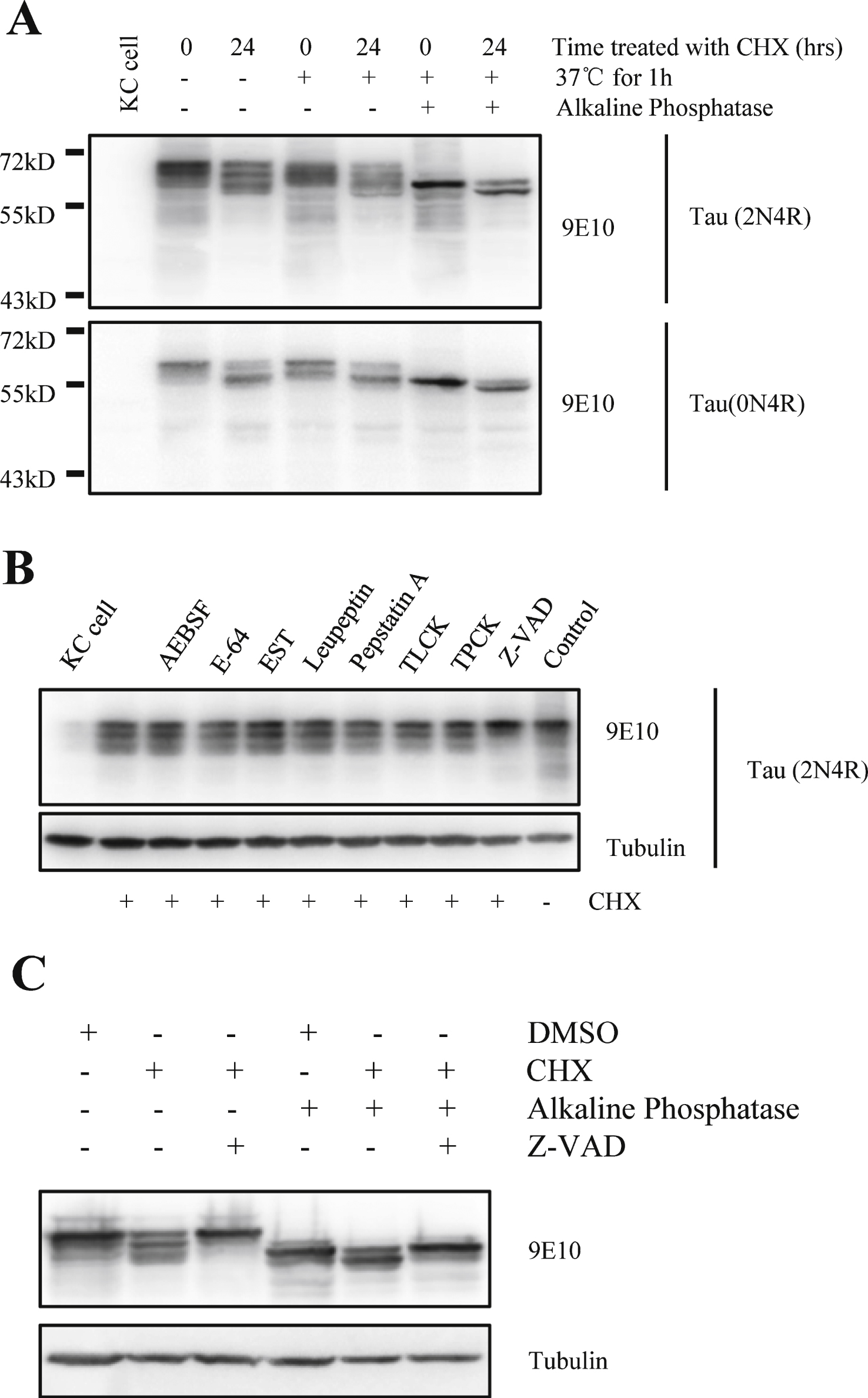 Tau can be truncated by protease during degradation and the truncation can be inhibited by caspase inhibitor. A) Western blot analysis of full-length human tau treated with alkaline phosphatase. At 48-h post transfection, Kc cells were treated with or without 100 μg/ml cycloheximide for 24 h, and the cell lysates were treated with or without alkaline phosphatase at 37°C for 1 h. B) Western blot analysis of full-length human tau in Drosophila Kc cells treated with different protease inhibitors in the presence of cycloheximide (100 μg/ml). At 48-h post transfection, Kc cells were treated with 100 μg/ml cycloheximide and protease inhibitors for 24 h. C) Alkaline phosphatase treatment of full-length human tau from cycloheximide-treated Drosophila Kc cells in the presence or absence of caspase inhibitor Z-VAD. At 48-h post transfection, Kc cells were treated with 100 μg/ml cycloheximide and Z-VAD for 24 h, then the cell lysates were treated with or without alkaline phosphatase at 37°C for 1 h.
