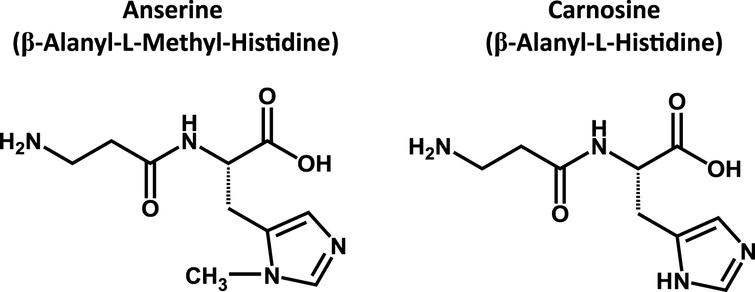 Chemical structures of anserine and carnosine. Anserine (β-Alanyl-L-Methyl-Histidine) and carnosine (β-Alanyl-L-Histidine) are sometimes called as imidazole-containing dipeptides.