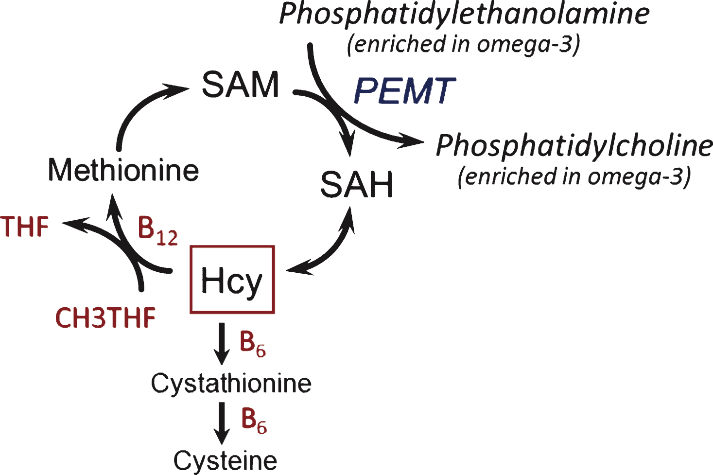 Metabolic interactions in the homocysteine methylation cycle with omega-3 fatty acids. Hcy, homocysteine; PEMT, phosphatidylethanolamine N-methyl transferase; SAH, S-adenosylhomocysteine; SAM, S-adenosylmethionine; THF, tetrahydrofolate.