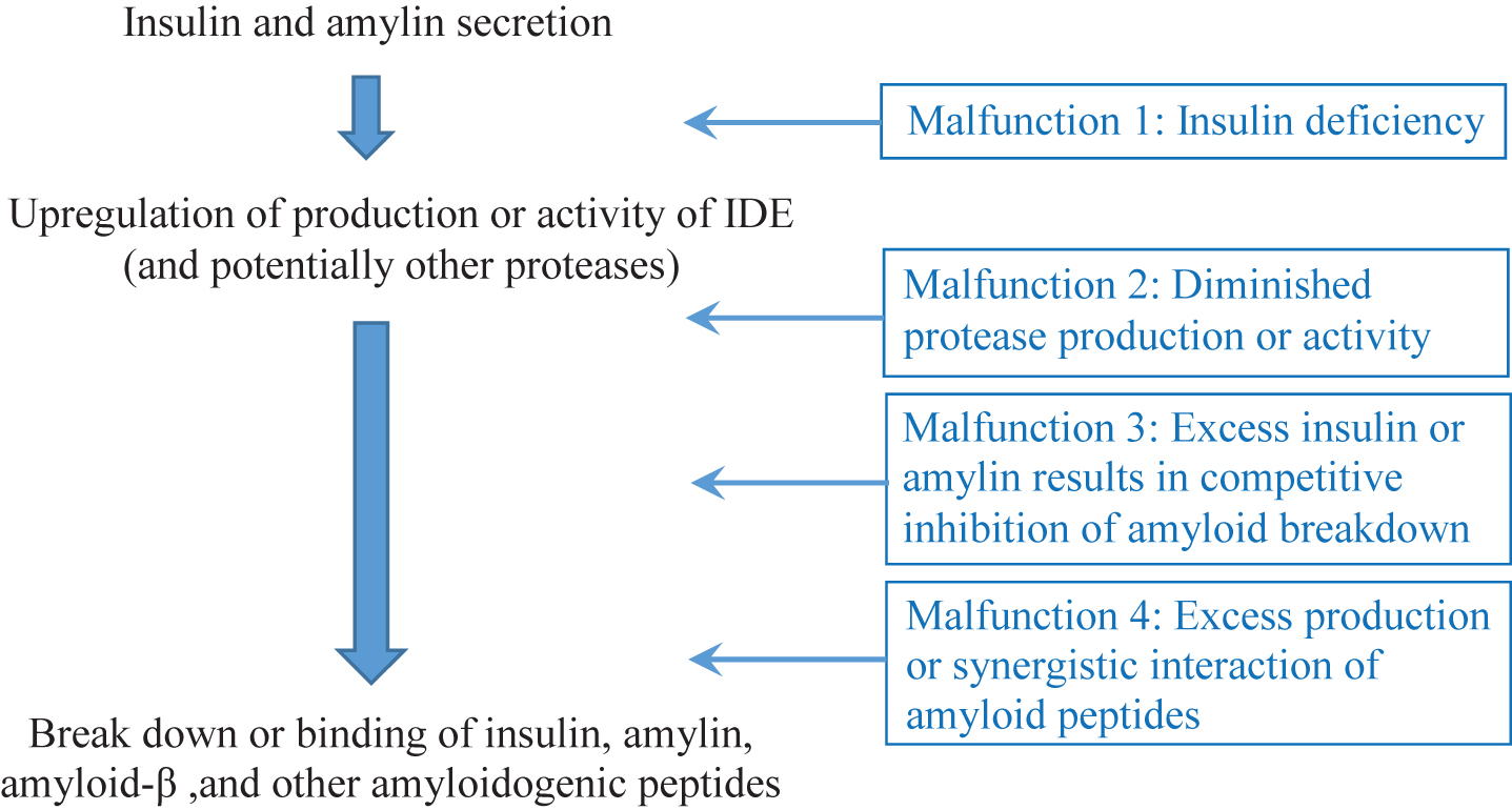 The insulin-protease-amyloid degradation pathway and its potential malfunctions.