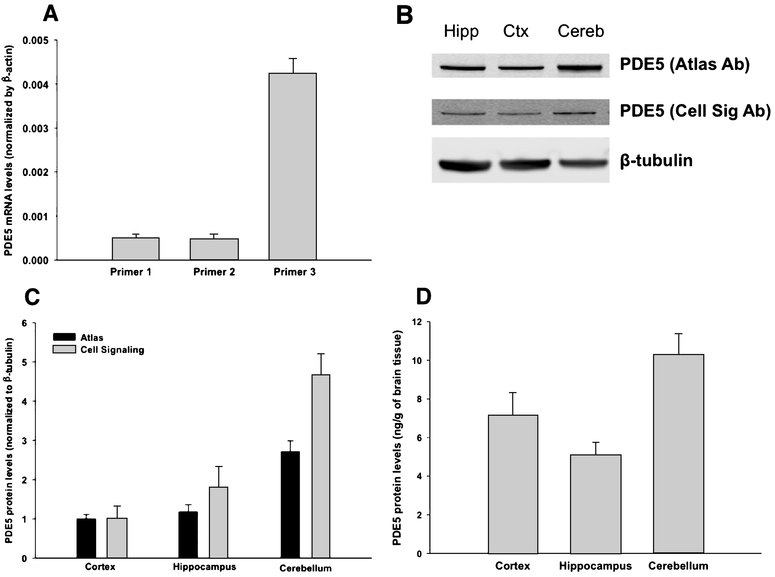 PDE5 exists in human brain tissue. A) PDE5 mRNA was detected by qPCR in human cortex using 3 different primers (see Methods), against the 3’UTR region (each primer shows the average for 3 samples; error bars are standard error). Values are normalized against β-actin. B) PDE5 protein was detected in human cortex, hippocampus, and cerebellum by western blot, using two different antibodies to PDE5 (Cell Signaling and Atlas, see methods). All values are normalized by β-tubulin. Then, for each antibody, the values for hippocampus and cerebellum are normalized to cortex. See Supplementary Information for full, uncut blots. C) Values from B are quantified (3 samples in each group – each sample is from a different human subject; error bars are standard error). We evaluated the results using a two-tailed t-test. For both antibodies, there is no statistical difference between cortex and hippocampus (p-value 0.2 for Atlas, 0.09 for Cell Signaling). In contrast, both antibodies show a significant difference between cortex and cerebellum (p-value 0.0006 for Atlas, 0.0014 for Cell Signaling) and between hippocampus and cerebellum (p-value 0.004 for Atlas, 0.014 for Cell Signaling). D) The amount of PDE5 in brain tissue was quantified by ELISA. PDE5 protein was found in the cortex, hippocampus, and cerebellum at a concentration of 7.15, 5.08, and 10.29 ng/g of brain tissue, respectively (3 samples in each group; error bars are standard error). We evaluated the results using a two-tailed t-test. Similarly to the western blot data quantified in panel C, the ELISA data shows no statistical difference between cortex and hippocampus (p-value 0.08), whereas there is a significant difference between cortex and cerebellum (p-value 0.03) as well as between hippocampus and cerebellum (p-value 0.01).