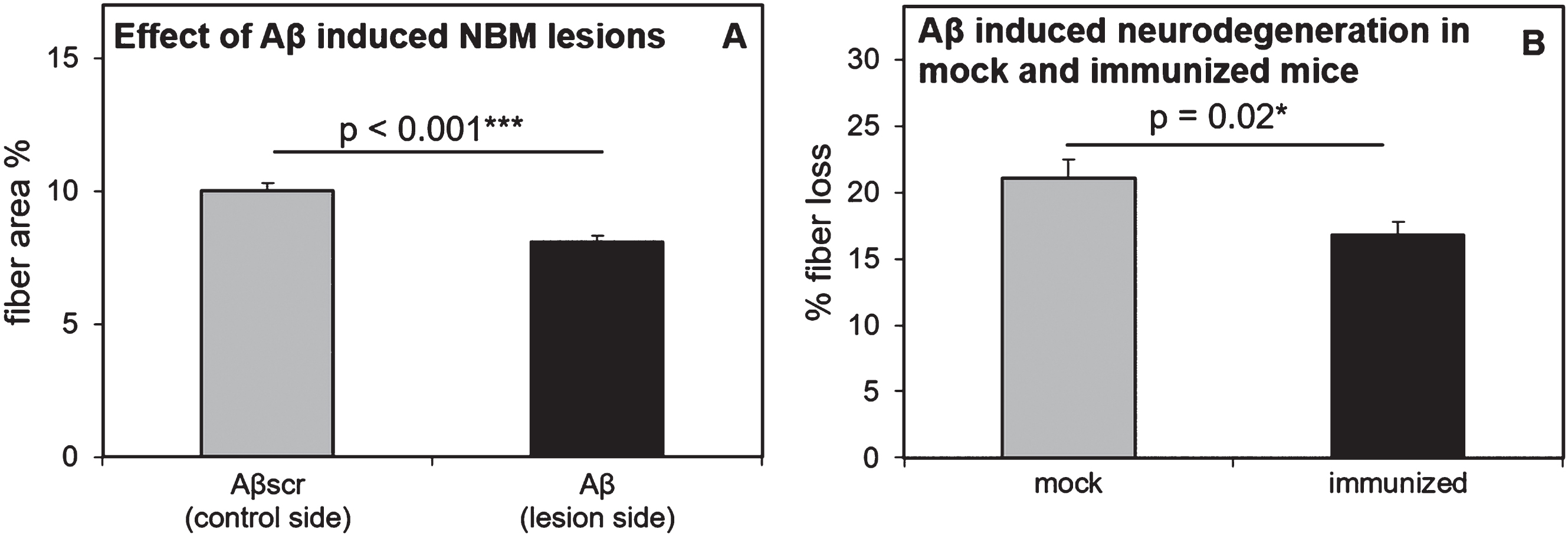 Effectiveness of the oligomeric Aβ1-42-induced NBM lesion model and effects in mock and immunized mice. All mice consistently showed less cortical cholinergic fiber density on the Aβ injected side of the brain, as compared to the scrambled-Aβ (Aβscr) injected control side of the brain (A). Compared to mock mice, immunized mice showed significantly reduced cholinergic fiber loss in the cortex, as measured by optical fiber density after ChAT immunostaining (B). In both panels the error bars represent SEM.