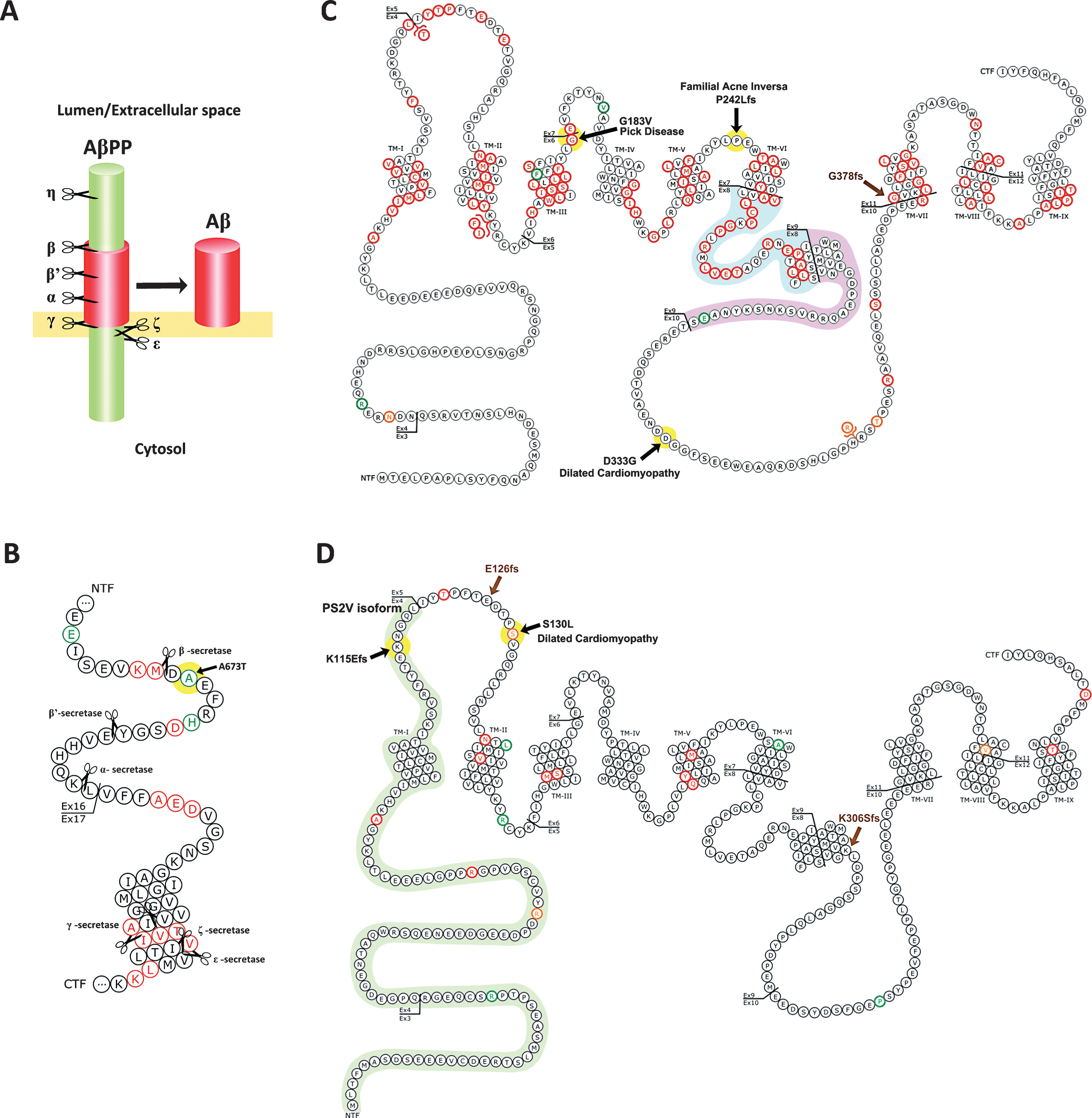 Disease-causing mutations in PSEN1, PSEN2 and AβPP. A) Cleavages of AβPP. β-Secretase cleavage at the β-site, not the β’-site, followed by γ-secretase cleavage is required to produce Aβ peptides. Panels B, C, and D are modifications of diagrams taken from the Alzheimer Disease & Frontotemporal Dementia Mutation Database [47]. Red amino acid residues are sites of pathogenic mutation causing dementia. Green residues are non-pathogenic variants. The pathogenic nature of orange residues is unclear. Transmembrane domains (TM) and residues encoded by particular exons (Ex) are indicated and numbered. B) Mutations and cleavage sites in AβPP in the region of Aβ. Mutations are thought to affect the level of production of Aβ by changing cleave site preference or affect the structure of Aβ, or both. The production of AICD may also be affected. The position of the “protective” A673T mutation [159] is highlighted with a yellow background. C) Mutations in PSEN1. Residues affected by mutations causing Pick Disease, Familial Acne Inversa and Dilated Cardiomyopathy are highlighted with a yellow background. Residues deleted by fAD mutations causing loss of exon 9 are highlighted with a pink background. The L271V mutation causes increased formation of a naturally-occurring PSEN1 isoform lacking residues encoded by exon 8 (highlighted by a blue background) but it is the simultaneous expression of full-length PSEN1 containing the valine residue at position 271 that apparently causes fAD [51, 91]. D) Mutations in PSEN2. Residues included in the hypoxia-induced isoform PS2V are highlighted with a green background. The position of the unique frame-shift fAD mutation K115Efs and of the S130L mutation causing Dilated Cardiomyopathy are highlighted with yellow background. The “mutations” putatively identified by Kadmiri et al. [121, 122] are upstream of the region shown in B or are indicated with brown arrows and text in C and D.