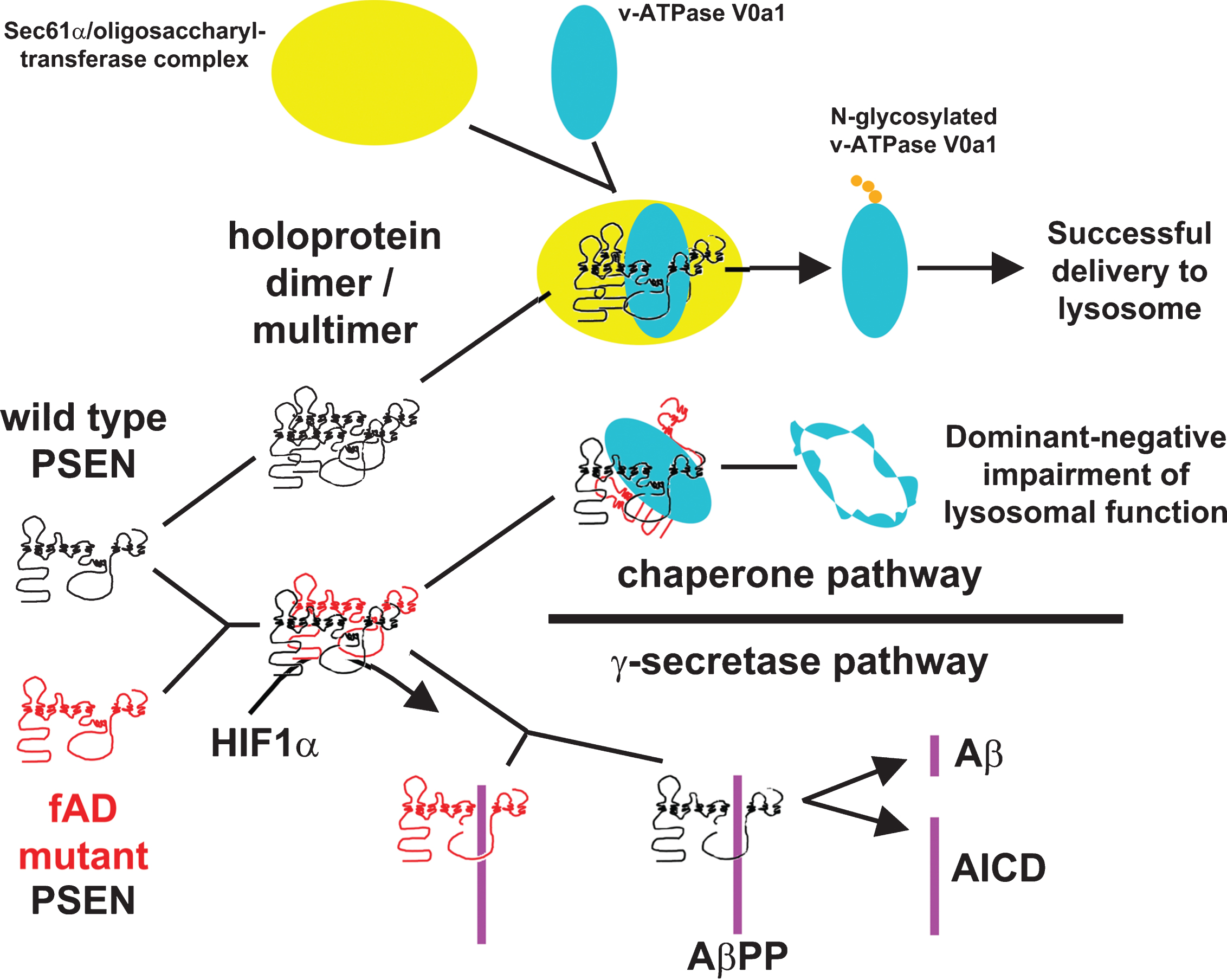 Hypothetical model of action of PSEN1 holoprotein including multimerization and a possible interaction with HIF1α. PSEN holoproteins can form multimers and these multimers may be necessary for the endoproteolysis that activates γ-secretase activity. Mutations that preserve the open reading frames of PSENs may allow mutant holoproteins to bind to wild type holoproteins and inhibit holoprotein-dependent activities that are critical to cellular homeostasis in ageing brains. Under hypoxic conditions HIF1α may normally interact with multimeric holoprotein complexes to stimulate formation of active γ-secretase. Normal lysosome acidification may be required for correct metabolism and/or secretion of AβPP, AICD and Aβ.