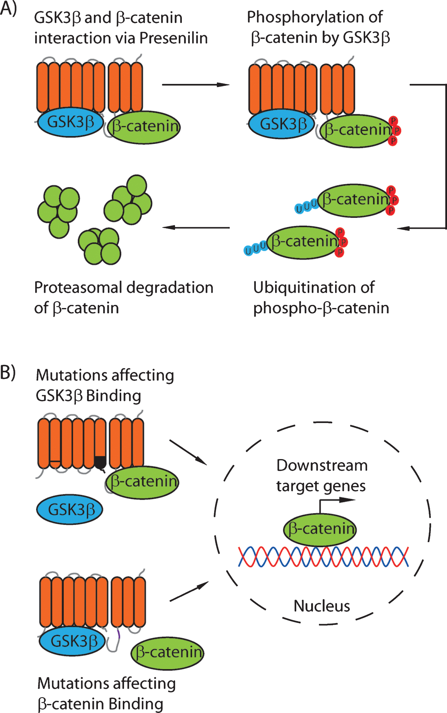 A proposed model for the scaffolding role of the presenilin proteins. Under normal conditions (A), GSK3β binds to the Psen1 N-terminal fragment in the cytoplasmic loop (residues 250–290) and β-catenin binds to the C-terminal fragment (residues 330–360). This binding results in the phosphorylation of β-catenin at S33/S37/T41 by GSK3β, and therefore increased turnover of β-catenin. B) Mutations in Psen1 affecting binding of either GSK3β or β-catenin reduce the phosphorylation, and therefore ubiquitination, of β-catenin, leading to increased levels of nuclear β-catenin and enhanced β-catenin-dependent signaling.