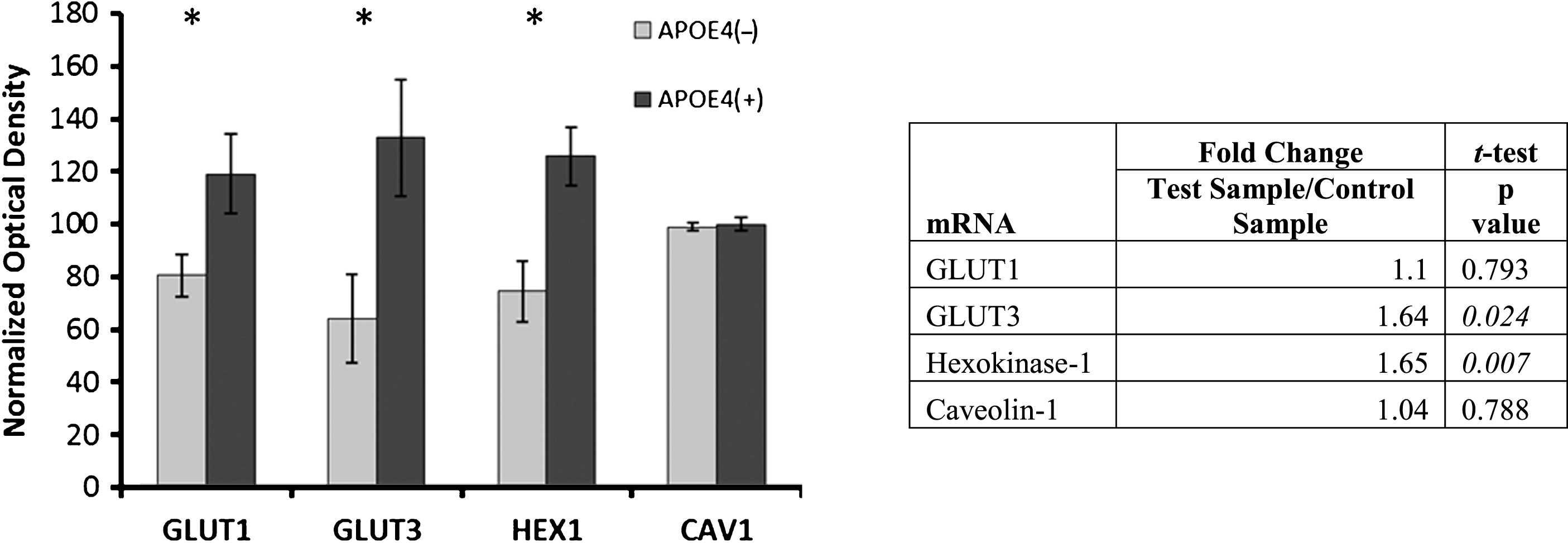 Alterations in glucose metabolism in APOE4 carriers. Western blot results demonstrating significantly higher protein levels of glucose metabolism proteins in APOE4 carriers, except CAV1 (normalized mean±SEM). mRNA transcripts for GLUT3 and hexokinase-1 were shown to be increased in qPCR analysis (table right); GLUT1 and caveolin-1 were not significantly higher in the qPCR analysis. GLUT1, GLUT3, glucose transporters; HEX1, hexokinase-1; CAV1, caveolin-1. APOE4(+), carriers; APOE4(–), non-carriers. * p < 0.0375 (Benjamini-Hochberg adjusted significance level), 2-tailed Student’s t-test.