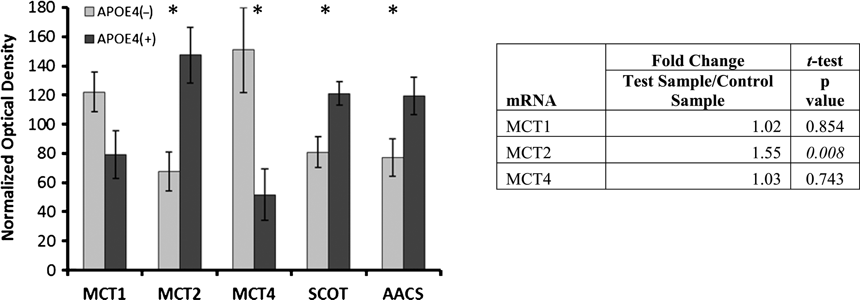 Alterations in ketone metabolism in APOE4 carriers. Western blot results demonstrating significantly altered protein levels for ketone metabolism in APOE4 carriers (normalized mean±SEM). MCT2, SCOT, and AACS were significantly increased, and MCT4 was significantly decreased. MCT2 mRNA transcript increases were demonstrated via qPCR. MCT1, MCT2, MCT 4, monocarboxylate transporters; SCOT, succinyl-CoA:3-ketoacid CoA transferase; AACS, acetoacetyl CoA synthetase; APOE4(+), carriers; APOE4(–), non-carriers. *p < 0.040 (Benjamini-Hochberg adjusted significance level), 2-tailed Student’s t-test.