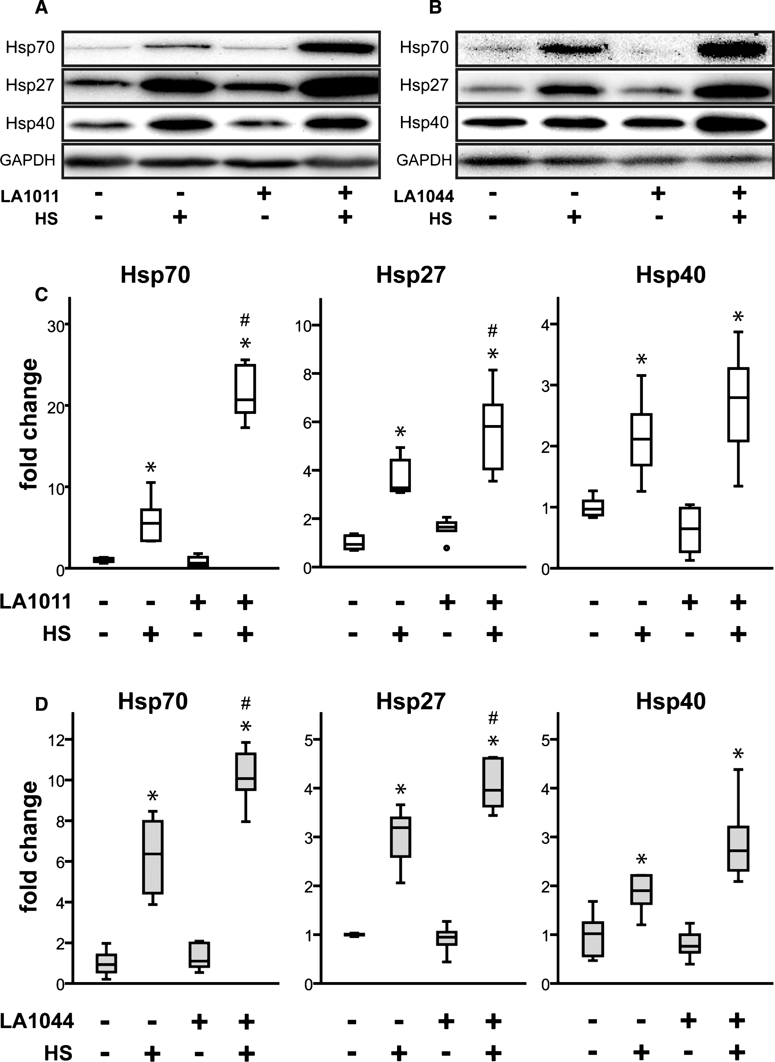 Effect of heat and LA1011 or LA1044 treatment on Hsp70, Hsp27 and Hsp40 levels in SH-SY5Y human neuroblastoma cell line measured by western blotting (A, B) and quantitative densitometric analysis (C, D). Cells were untreated or treated with LA1011 (5μM) or LA1044 (40μM) at 37°C or 42°C. Box plots represent quantitative data normalized to GAPDH. All data represent the mean±SD (n = 6) and p < 0.05 was considered statistically significant. HS = heat shock at 42°C, 1 h. *p < 0.05, when data are compared to LA compound (–), HS (–) sample. #p < 0.05, when data are compared to LA compound (–), HS (+) sample. One way ANOVA followed by a Tukey post hoc test was used for statistical comparisons.