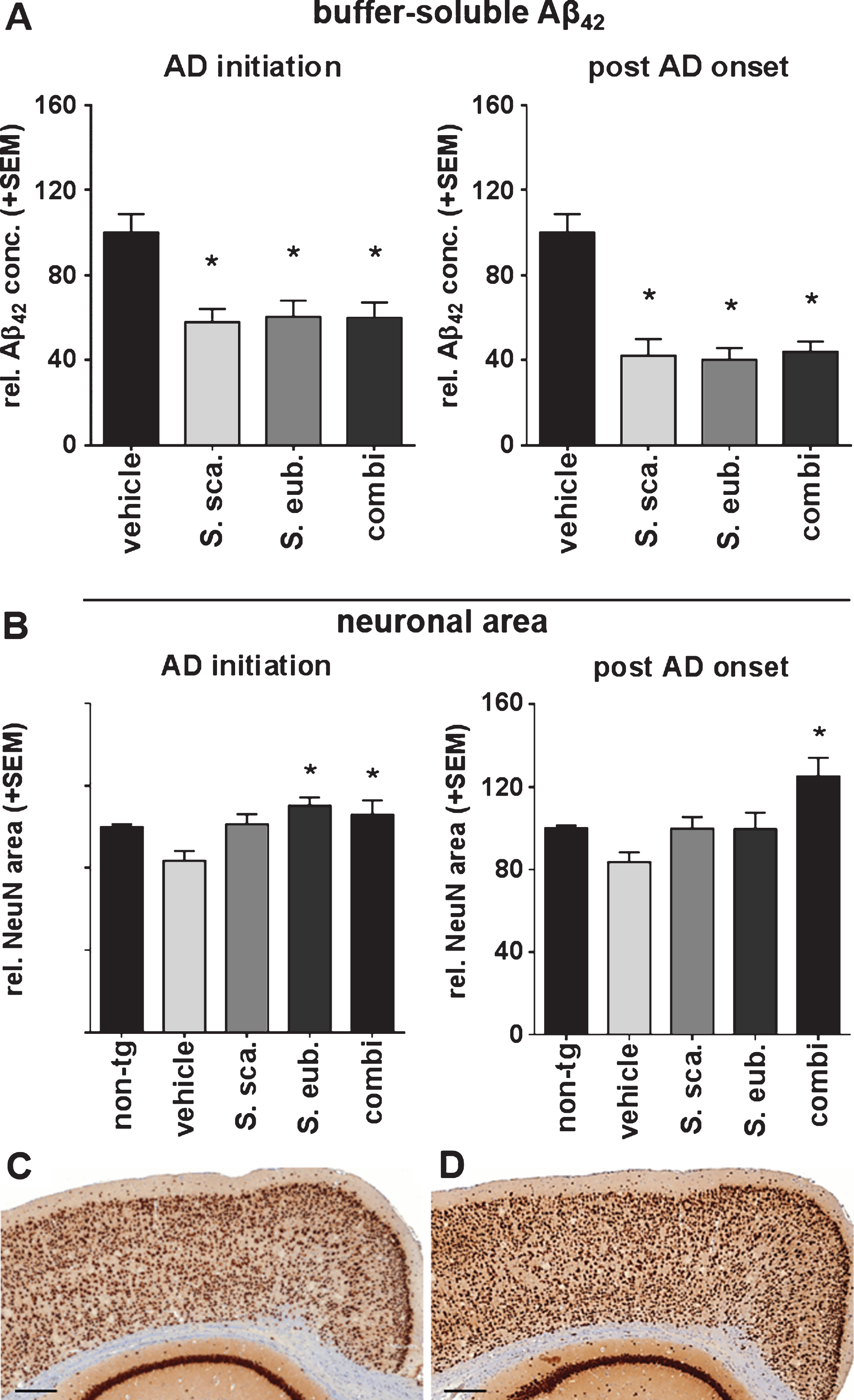 Sideritis spp. potently reduce neurotoxic brain Aβ42 levels and protect from neuronal loss. A) S. scardica, S. euboea, and the extract combination reduce buffer-soluble Aβ42 significantly in both treatment strategies. B) Quantification of neuronal area indicated significant neuron loss in vehicle-treated APP-tg mice in comparison to vehicle-treated, non-transgenic littermates. A significantly increased neuronal area of Sideritis spp.-treated APP-tg mice compared to vehicle treated APP-tg mice indicates neuroprotective effects of the Sideritis spp. extract combination in both paradigms (mean + SEM, *p≤0.05). C, D) Microphotographs of NeuN stained brain slices of APP-tg mice after (C) vehicle treatment and (D) post-AD-onset therapy with Sideritis spp. extract combination (scale bars: 50μm).