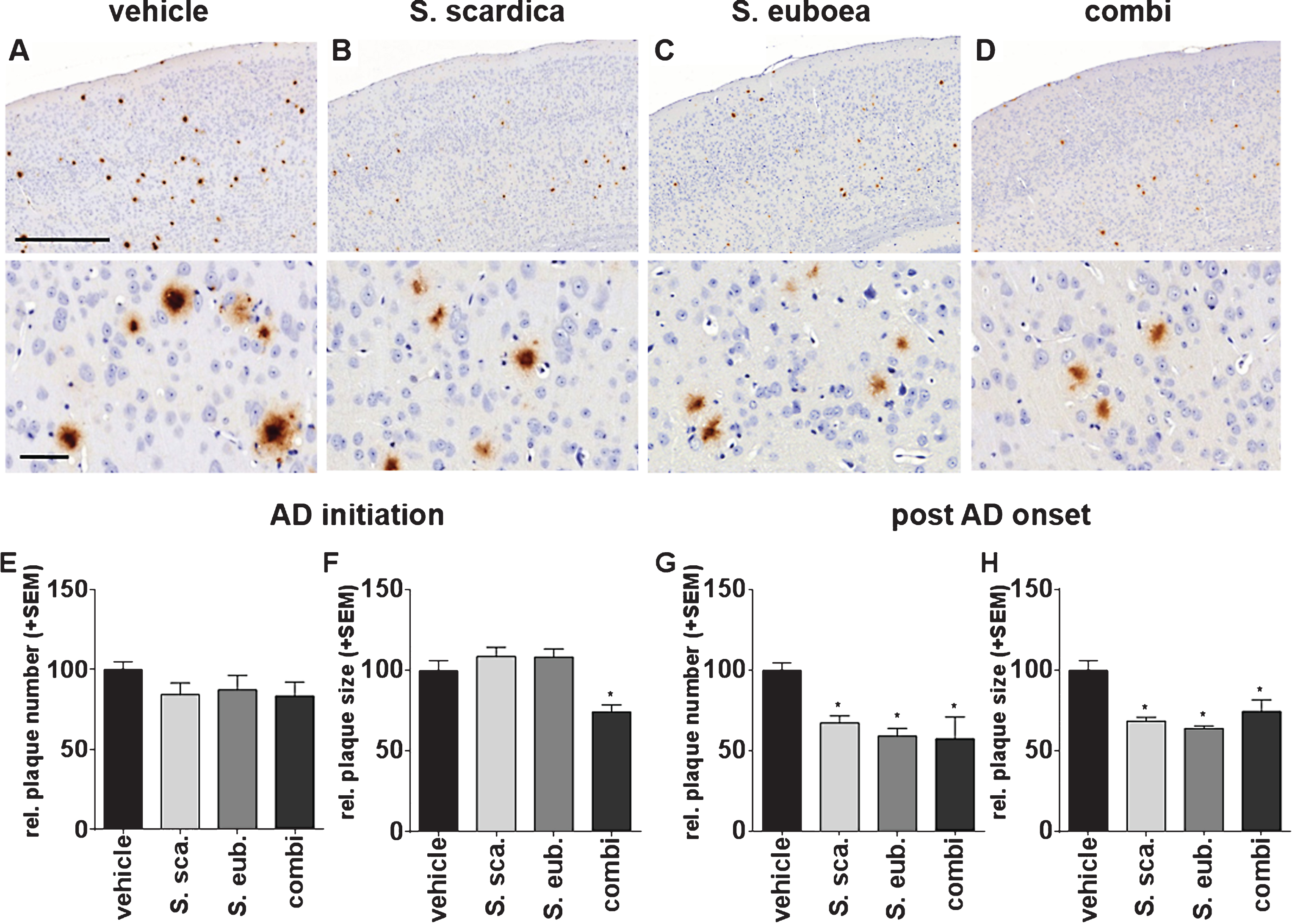 Sideritis spp. extracts restrict Aβ plaque deposition and growth in APP-tg mice. A-D) Exemplary microphotographs of cortical sections stained against Aβ after (A) vehicle, (B) S. scardica, (C) S. euboea, and (D) extract combination in the post-AD-onset treatment (scale bars: upper row 500μm, lower row 50μm). E, F) Sideritis spp. extract combination reduced plaque size when applied according to AD-initiation treatment strategy. G, H) post-AD-onset treatment significantly reduced both, plaque number and size in all extract groups versus controls (mean + SEM, *p≤0.05).