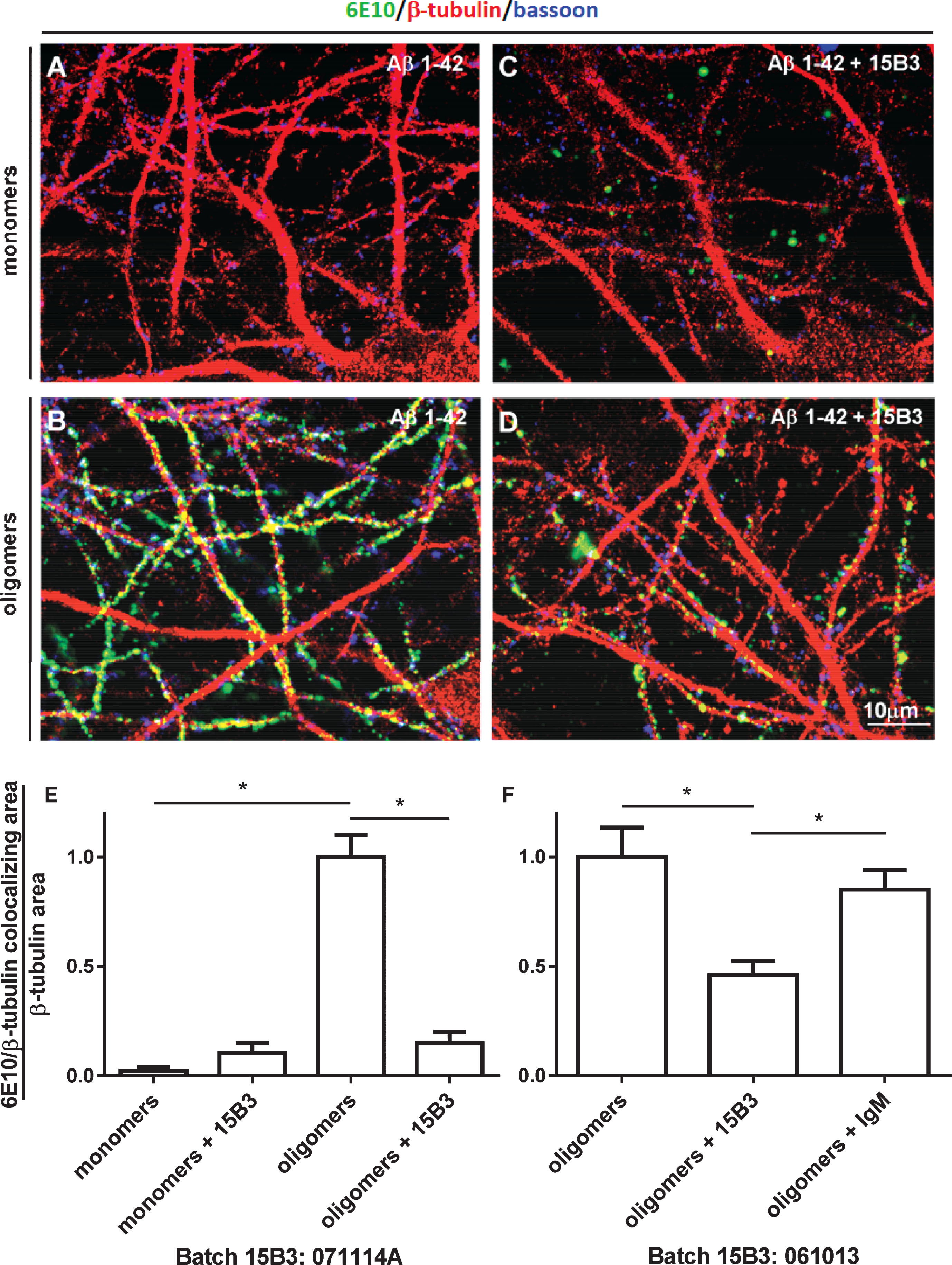 Effect of 15B3 on the binding of Aβ42 oligomers to rat hippocampal neurons—A–D) Representative images obtained exposing 12–15 DIV hippocampal neurons for 1 h to solutions containing (A) Aβ42 monomers or (B) Aβ42 oligomers. The final concentration of Aβ42 was 1 μM in both cases. C, D) Neurons exposed to 1 μM Aβ42 monomers or oligomers pre-incubated for 30 min with 15B3 (batch # 071114A, 10 nM). Neurons were washed, fixed with 4% paraformaldehyde and stained using the following antibodies: mouse anti-Aβ, 6E10 (green), rabbit anti-β tubulin (red) and guinea pig anti-Bassoon (blue). E) Corresponding quantification of 6E10 binding to cultured neurons expressed as colocalizing area between 6E10 and β-tubulin, relative to total β-tubulin. Mean ± SEM of 20 fields from two independent experiments, *p < 0.05 Dunn’s test after Kruskal-Wallis One Way Analysis of Variance on Ranks (this statistical analysis was used because the normality test failed). F) Quantification of a third experiment with 15B3 batch # 061013 and control IgM, both 10 nM. Mean ± SEM of 10 fields, *p < 0.05 Holm-Sidak test after One Way Analysis of Variance (used because the normality test passed).