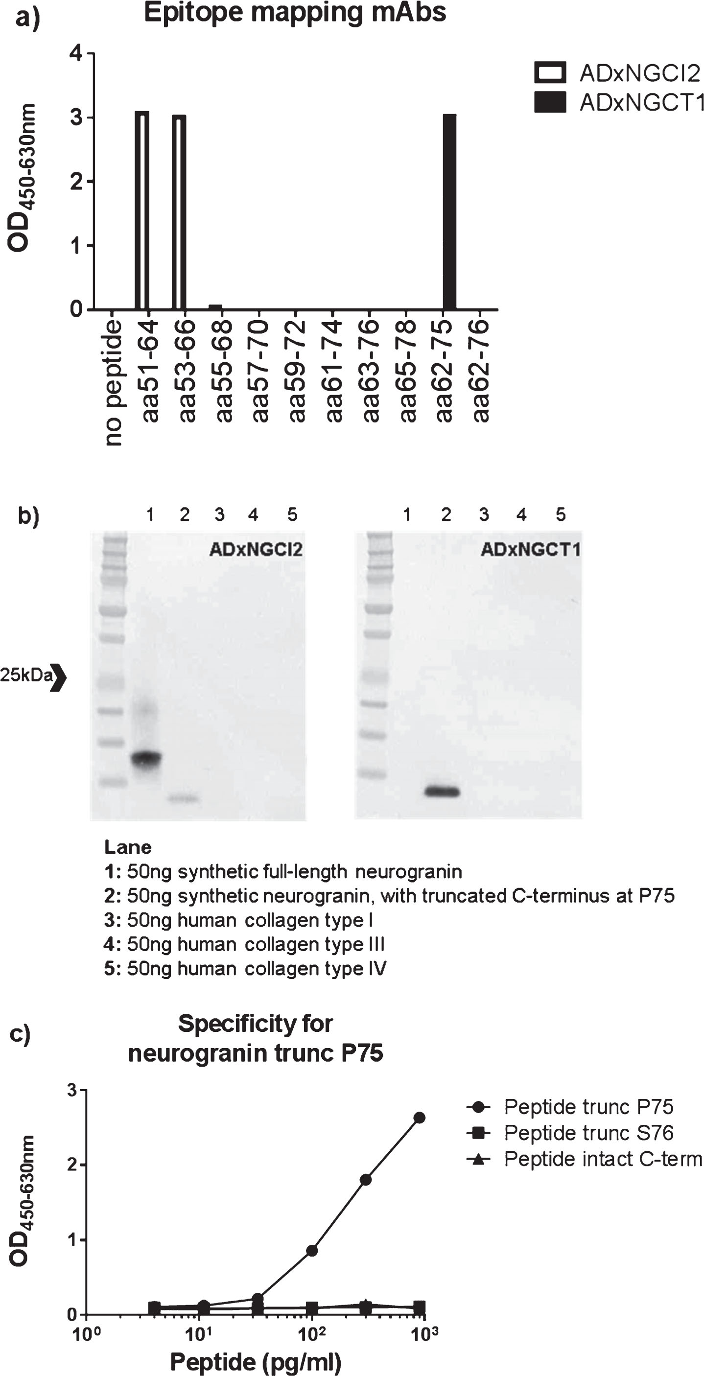 a) Epitope mapping of both mAbs ADxNGCI2 and ADxNGCT1 was performed with overlapping synthetic peptides, ranging from R51 to D78. b) Specificity of the mAbs ADxNGCI2 and ADxNGCT1 was evaluated by western blot analysis where both synthetic full-length neurogranin, as well as a synthetic neurogranin peptide that is truncated at P75, were included in the gel electrophoresis, next to human collagen type I, III, and IV. ADxNGCI2 positively stained both synthetic peptides, whereas ADxNGCT1 only labeled the truncated form. None of the mAbs detected the collagen proteins. c) To confirm the specificity of the prototype ELISA towards neurogranin species truncated at P75, different concentrations were analyzed of several synthetic neurogranin peptides that differ in their C-terminus, i.e., intact (Peptide intact C-term) or either truncated at P75 (Peptide trunc P75) or at S76 (Peptide trunc S76).