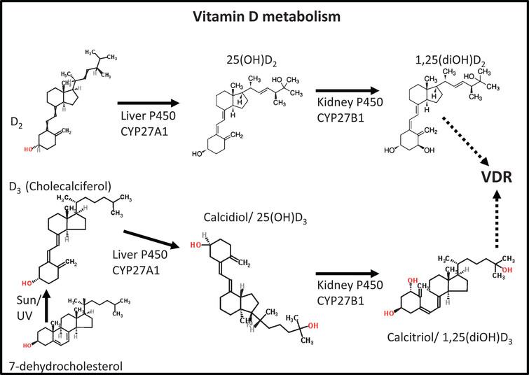 The structures and major metabolic products of vitamin D2/3. The dihydrohylated derivatives are by far the most active in terms of binding to the vitamin D receptor.
