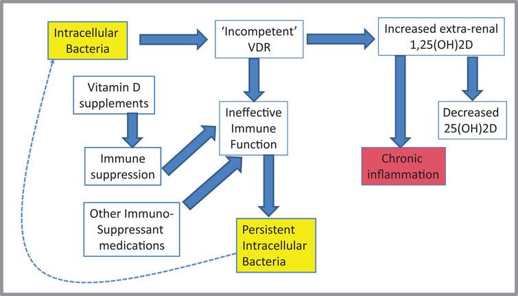 A general scheme of some of the roles of vitamin D and its metabolites in chronic infection: (essentially as redrawn from [235]).