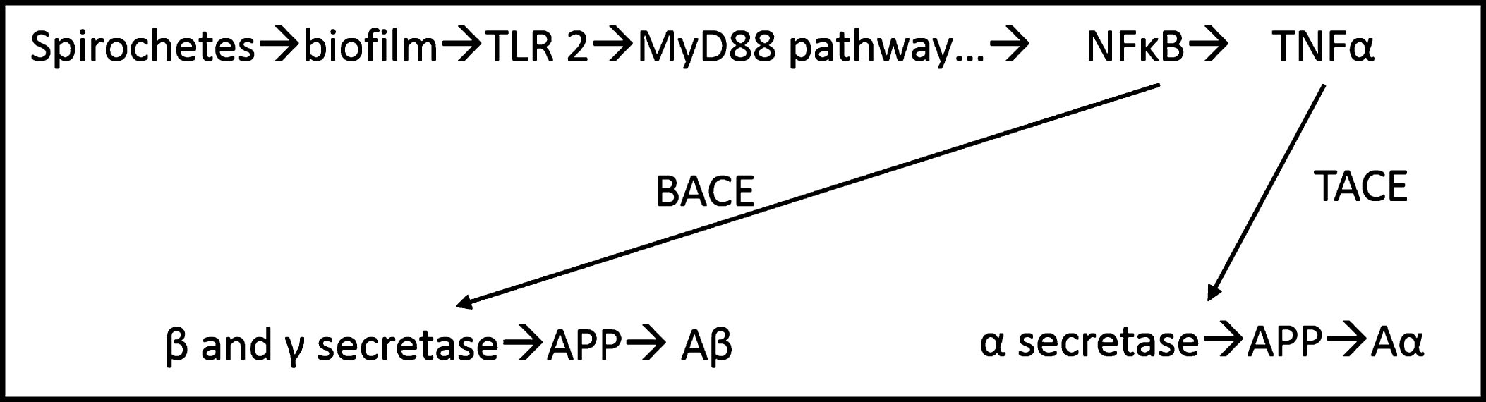 Possible pathway for development of Aβ. Schematic for production of Aβ and Aα via MyD88 pathway. From Allen et al. [8].