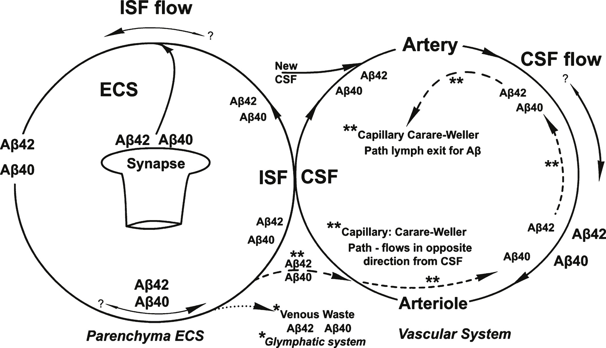 An overview of the separate flow patterns of the ISF and CSF and their intersection in the absence of shear-induced Aβ aggregation processes. Shown are the two different proposed pathways for the recycling of the two Aβ isoforms, the proposed glymphatic (*) and the Carare-Weller perivascular (**) systems. No shear-processes are shown in this diagram.