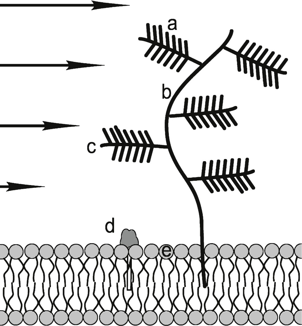 Heparan sulfate proteoglycan (HSPG) consisting of: a) negatively charged sulfate compound “needles”; b) main branch hyaluronan; c) protein side branch; d) polar head of GM1 ganglioside that is reported to bind to amyloid oligomers: e) polar membrane phospholipid head. Negatively charged HSPG molecules attract positively charged Aβ side chains, if they are not internally bound. It is proposed that in sheared Aβ* they are HSPG accessible. GM1 molecules are rich in hydrophilic –OH groups that are attractive to Aβ and Aβ* groups. In addition, HSPG “trees” interfere with ISF flow and presents a flow obstacle. Other molecular flow obstructions such as laminin and collagen are not shown. Arrows indicate differential shear flow near the membrane. Figure not to scale.