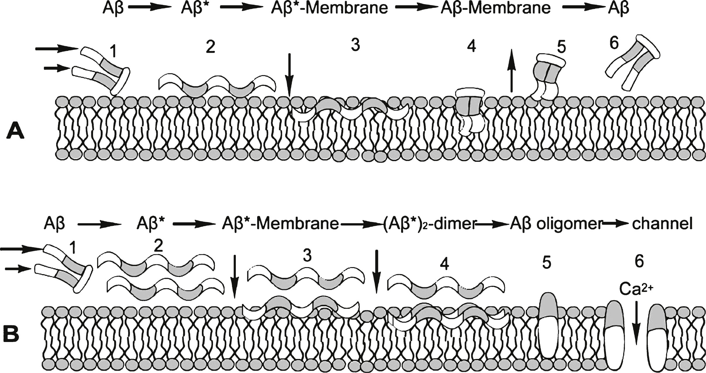 Proposed Aβ /Aβ*/membrane cycles with low (A) and high (B) Aβ concentrations. At low Aβ concentration, the sheared Aβ (A1) molecule forms Aβ* (A2) is attracted to and adsorbed by the membrane (A3), alters its conformation to a low energy state Aβ (A4) and is released from the membrane (A5) in (A6, reoriented to A1), keeping the steady state Aβ concentration low. At high Aβ concentrations (B), this A cycle is interrupted by the formation of an Aβ* dimer (B3, B4), which initiates the formation of stable oligomers within the membrane (B5). This process can be toxic, for example, by forming an open membrane flow path that allows free passage to ions such as Ca2 + (B6). White segments of the Aβ* molecule are hydrophobic and gray segments are hydrophilic. The same scheme is applied to the membrane, hydrophobic tails of which attract corresponding Aβ segments, and similarly with hydrophilic segments.