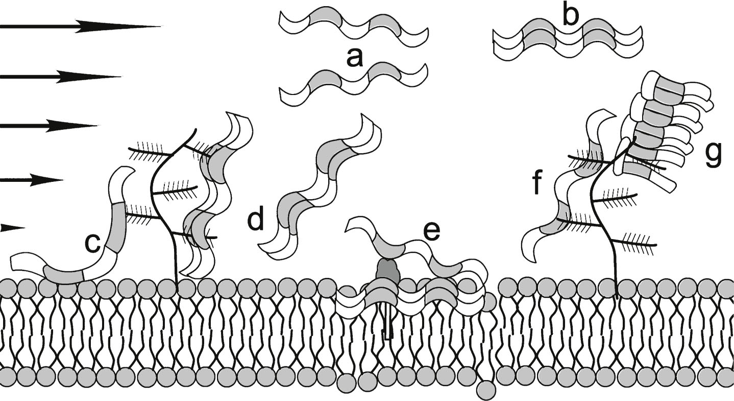 Flow impediments reacting with Aβ*. (a) Sheared Aβ* molecules that are attracted to one another to form an Aβ dimer (b) without interacting with the wall or flow impediments; (c) single Aβ* attracted to both the membrane and the proteoglycan; (d) Aβ* dimer that could either be released or form the nucleus for a higher order oligomer that remains attached to this location; (e) GM1, a ganglioside that has a hydrophilic bulky exterior group and a hydrophobic anchor and has immobilized a membrane-embedded Aβ dimer providing a nucleus for oligomer formation in this location; (f) a single Aβ* locked on one proteoglycan that might then convert to a hairpin conformation that is shown in (g) as a focal point for the formation of a protofibril. This latter process could be similar to that proposed by Metzner et al., for the downstream formation of fibrils in their experiments with commercial polymers (Fig. 4 in ref. [19]). HSPG not to scale.