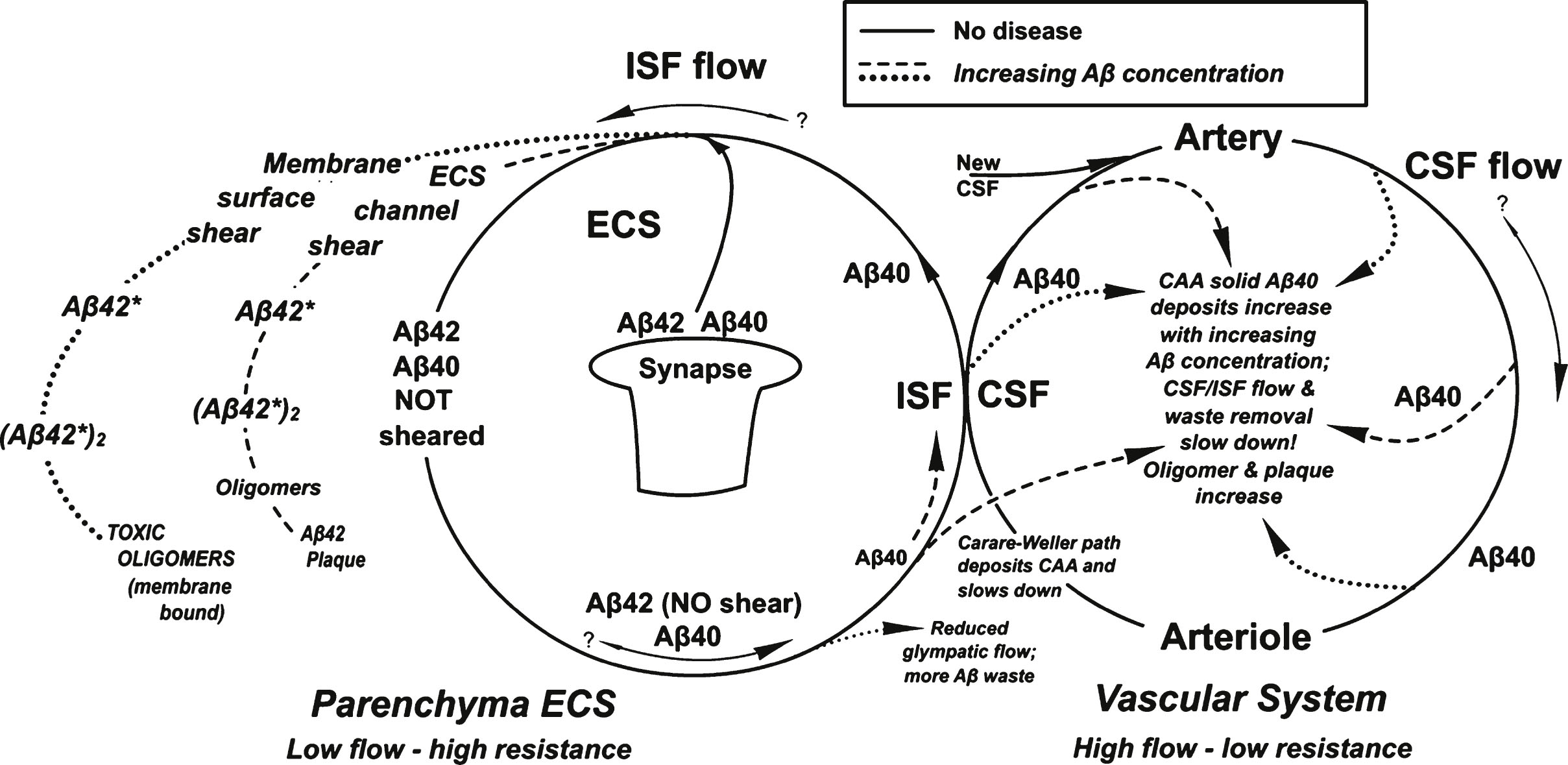 Summary of the processes described in this paper shows two cycles that merge at the ISF/CSF interface. The solid lines represent the processes without disease. Dashed and dotted lines are those processes occurring with AD. The dashed line represents the “non-wall” lower energy Aβ* aggregate formation process and the dotted line represents the results of the higher energy Aβ* “wall” shear aggregate product (see text for definitions).