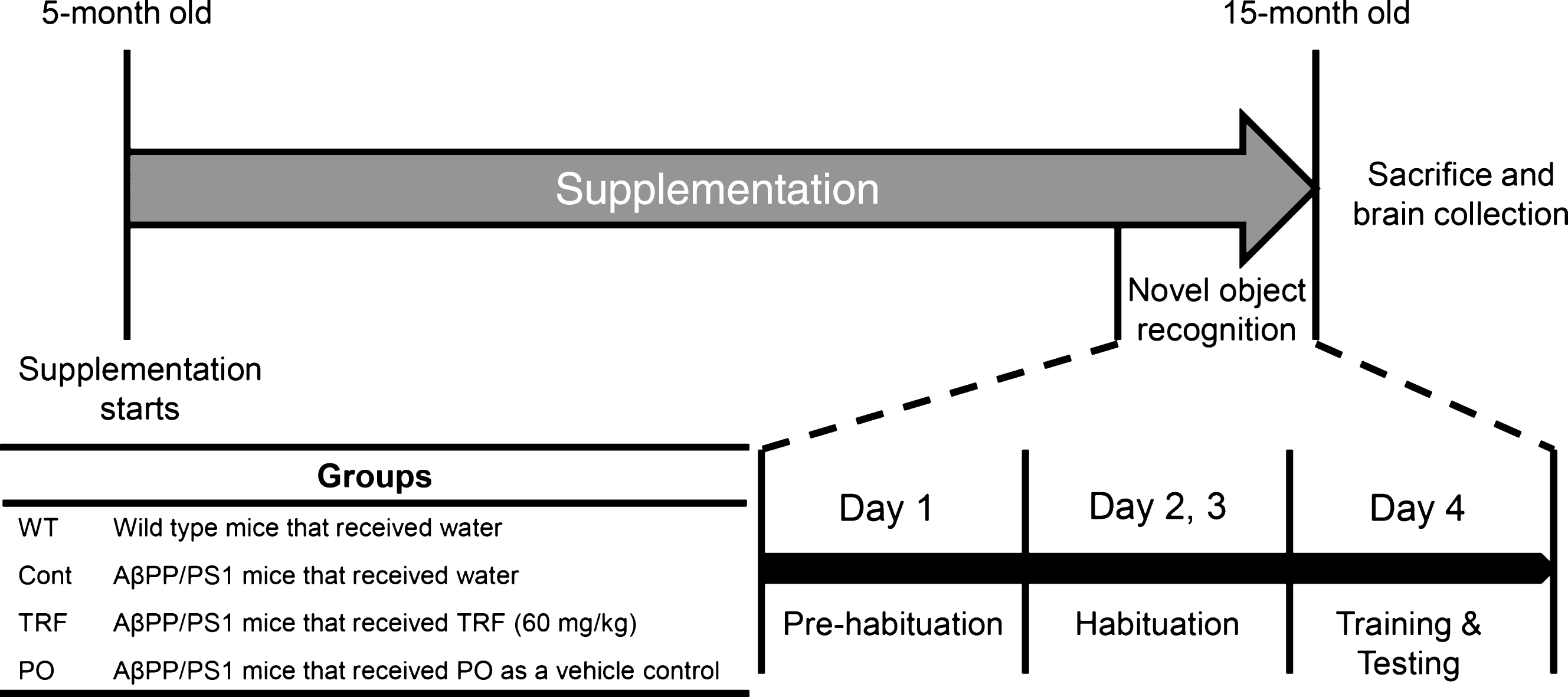 Schematic diagram of the novel object recognition procedure. Mice were divided into four groups: wild-type mice that received water (WT) and three groups of AβPP/PS1 mice that received water (Cont), tocotrienol-rich fraction (TRF), or palm oil stripped of vitamin E (PO). Daily supplementation started at 5 months and continued until 15 months of age. Four days before sacrifice and brain collection, the mice were subjected to the novel object recognition test as described in the text.
